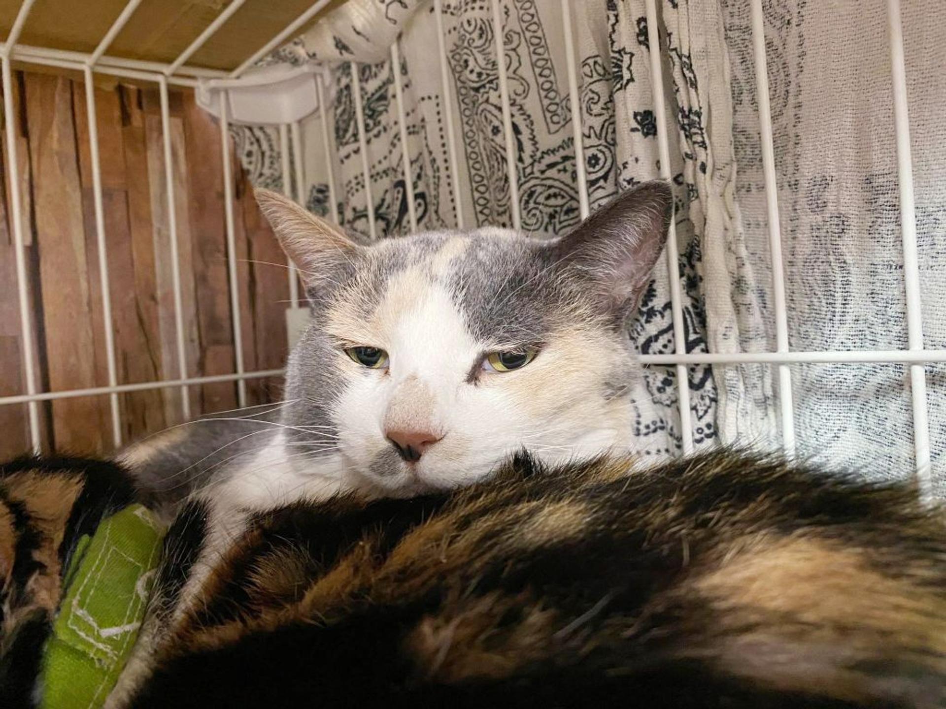 pet-image-4