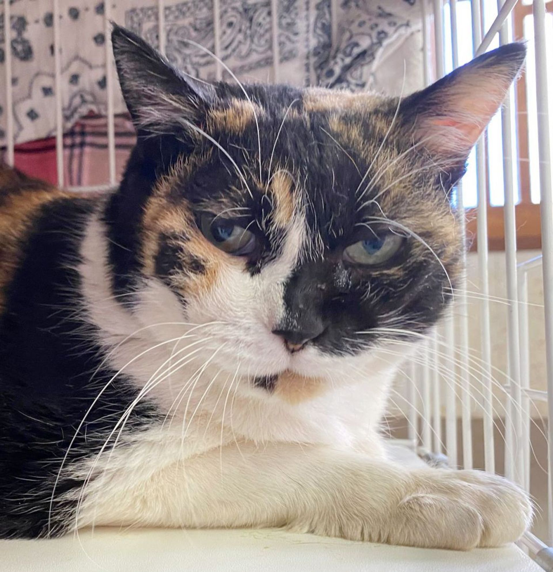 雑種（ミックス猫）・メスの里親募集の写真