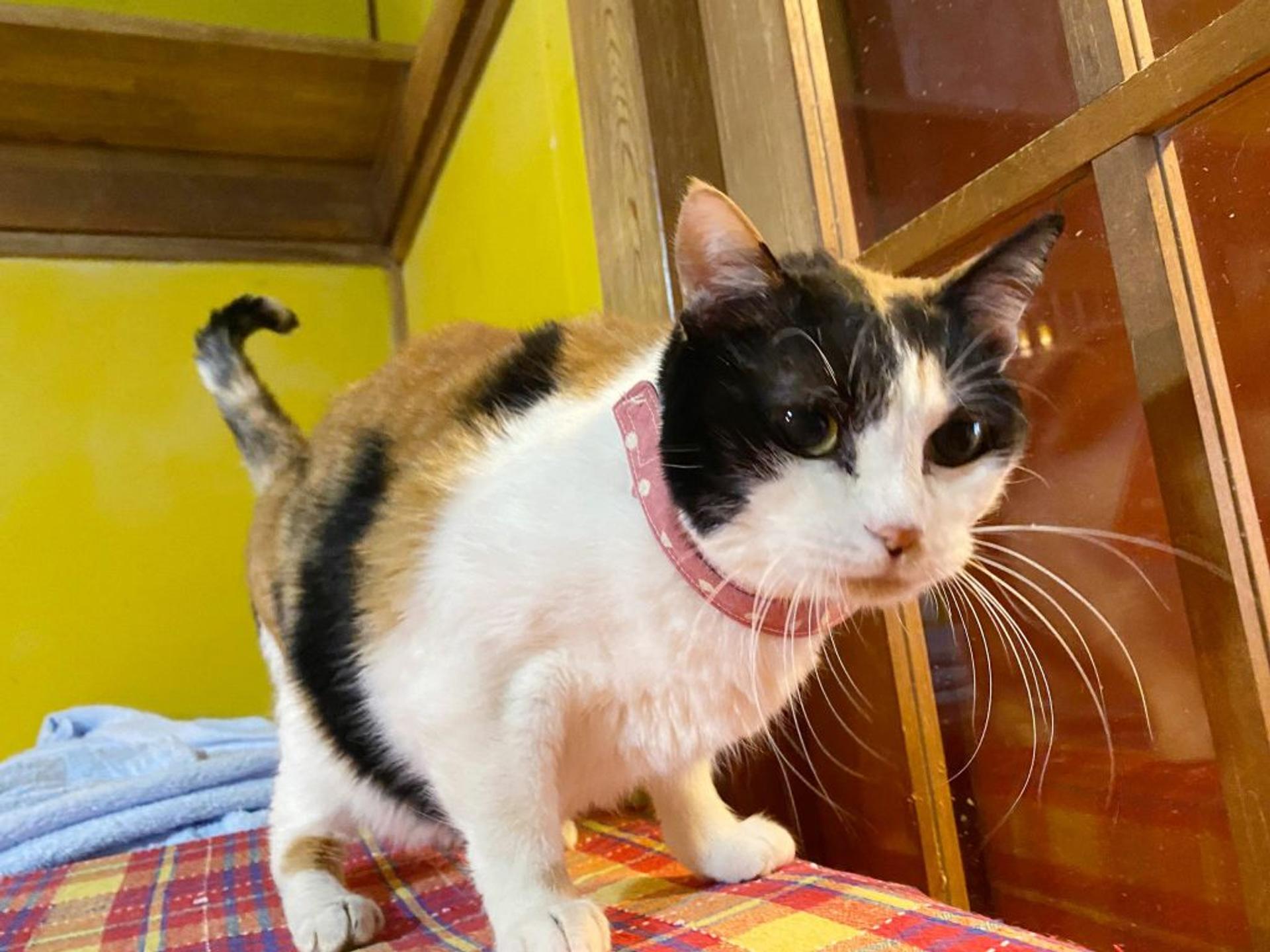 pet-image-3