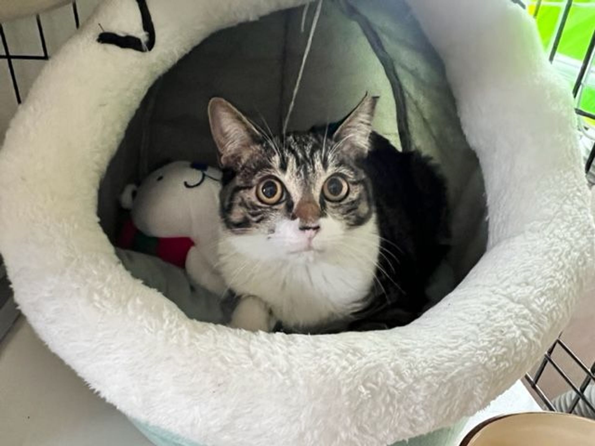 雑種（ミックス猫）・オスの里親募集の写真