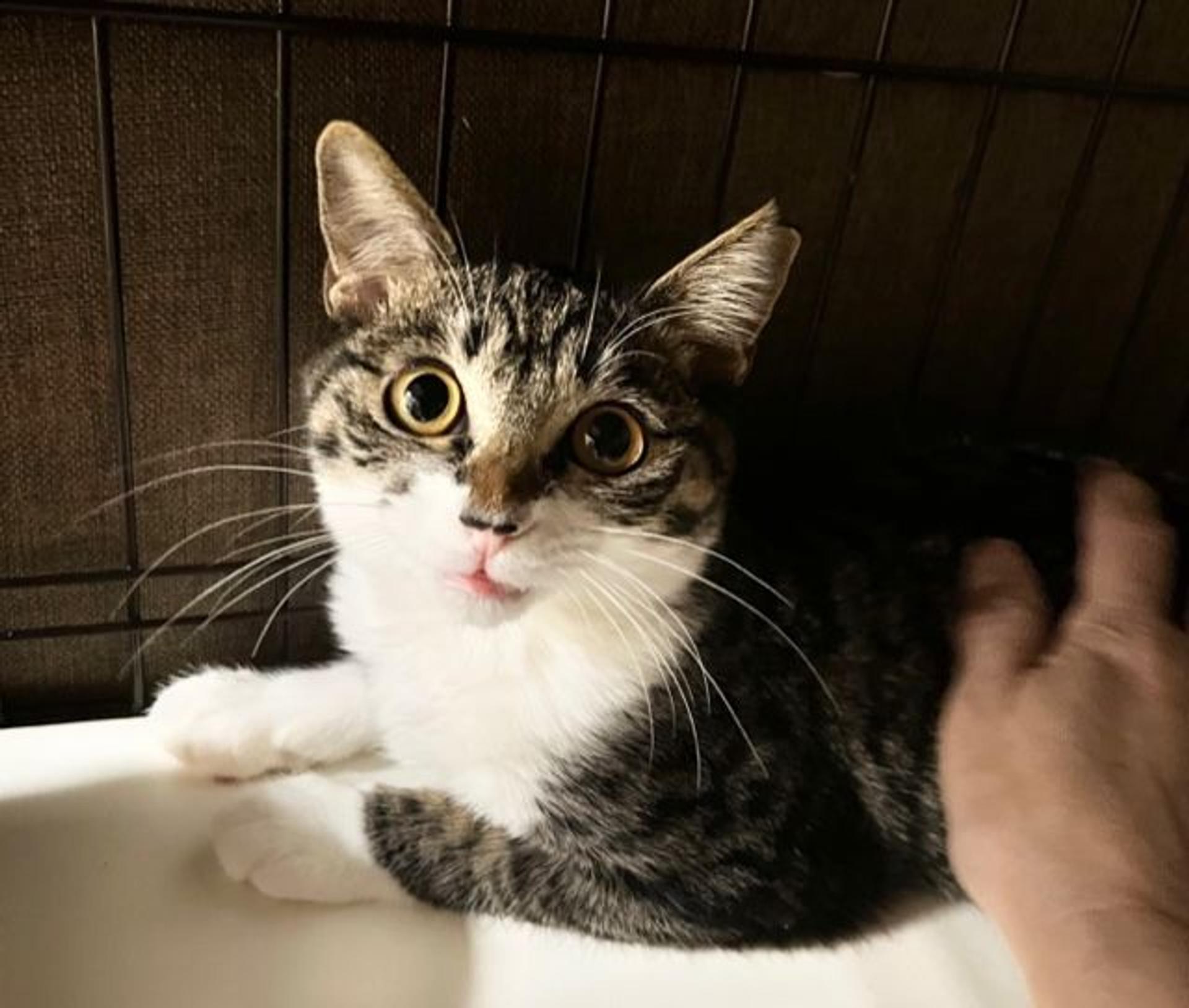 pet-image-2