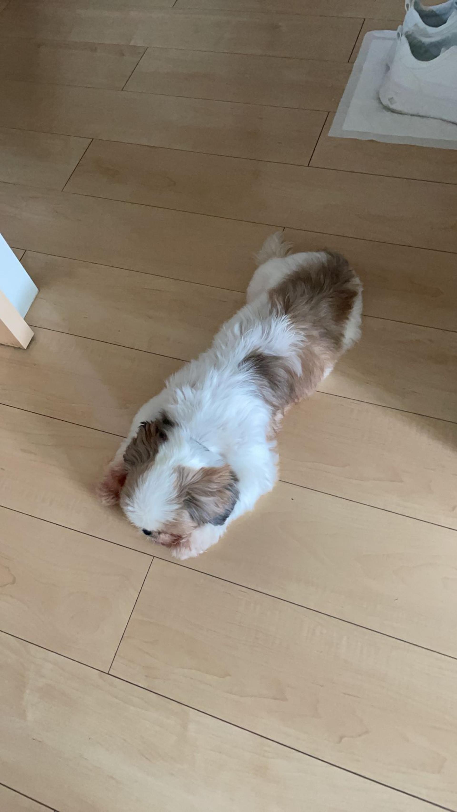 pet-image-4