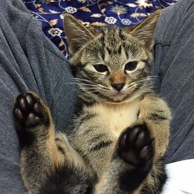マヴくんの写真