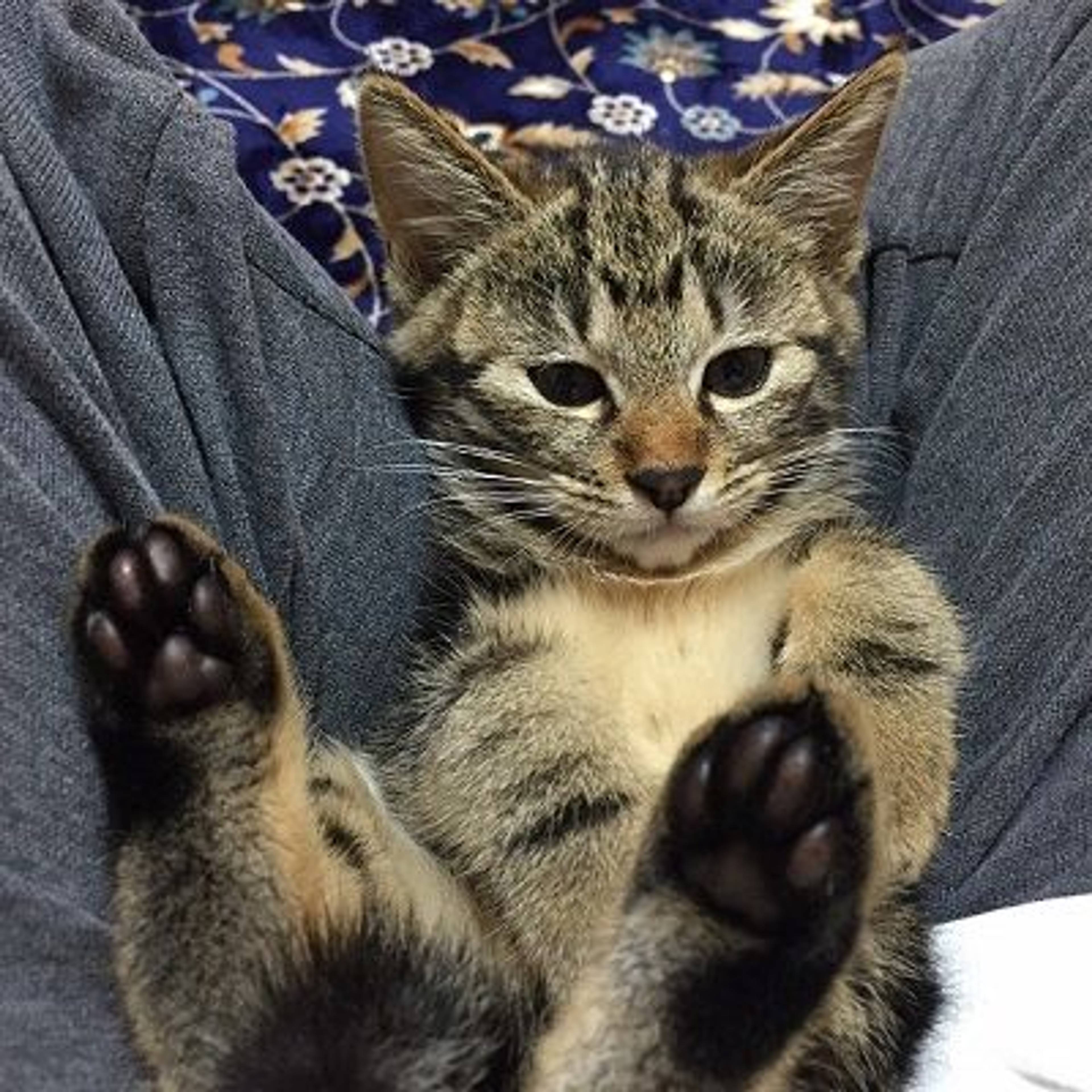 雑種（ミックス猫）・オスの里親募集の写真