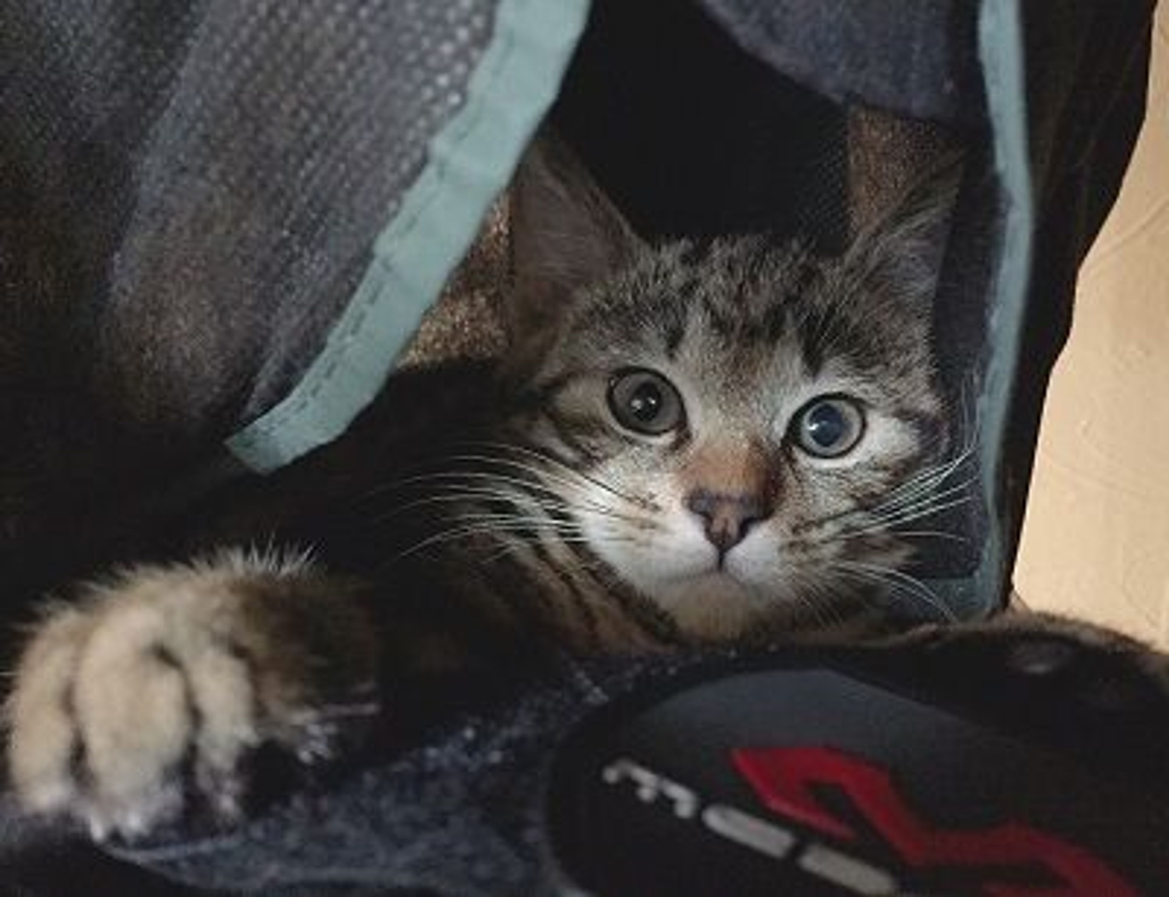 pet-image-3