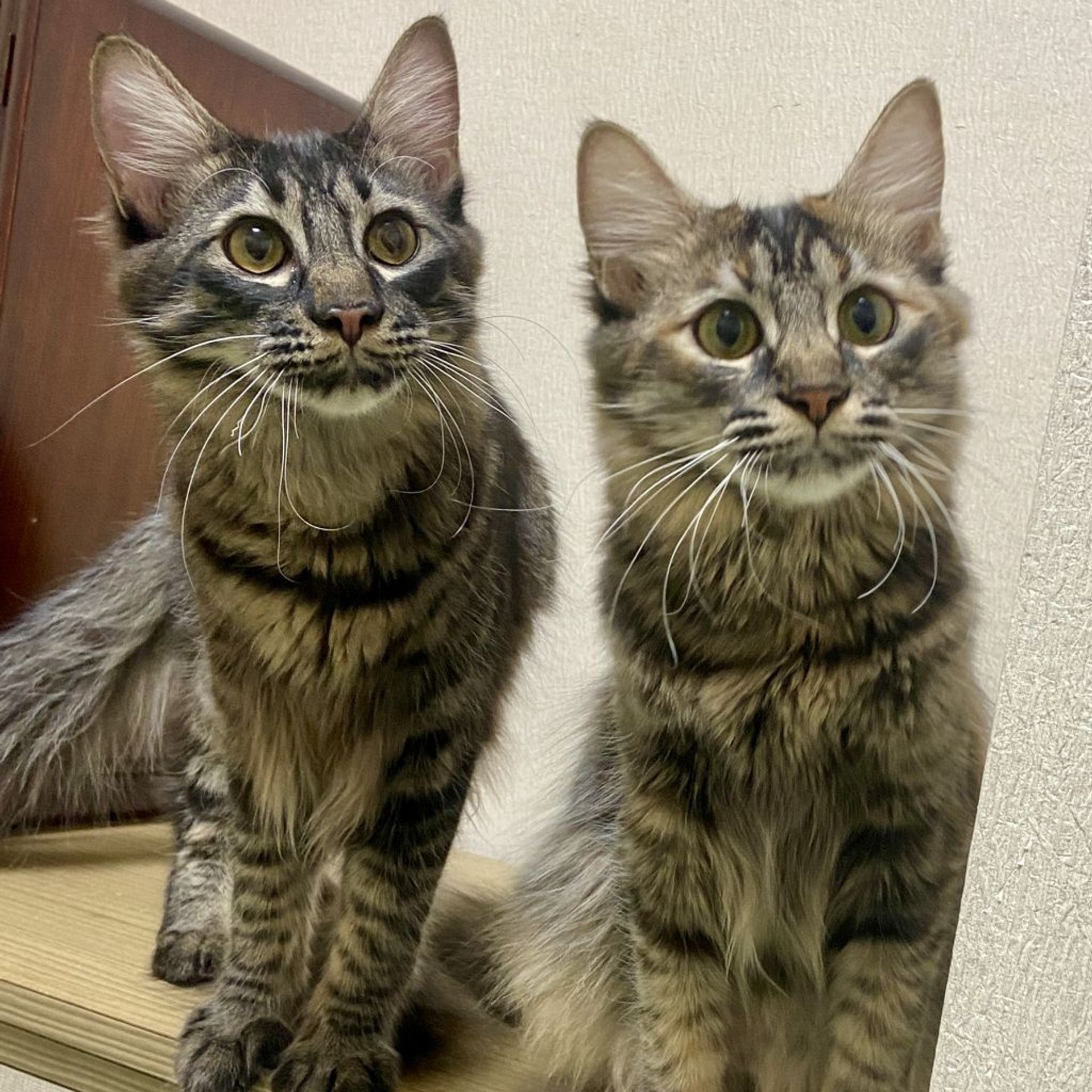 雑種（ミックス猫）・オスの里親募集の写真