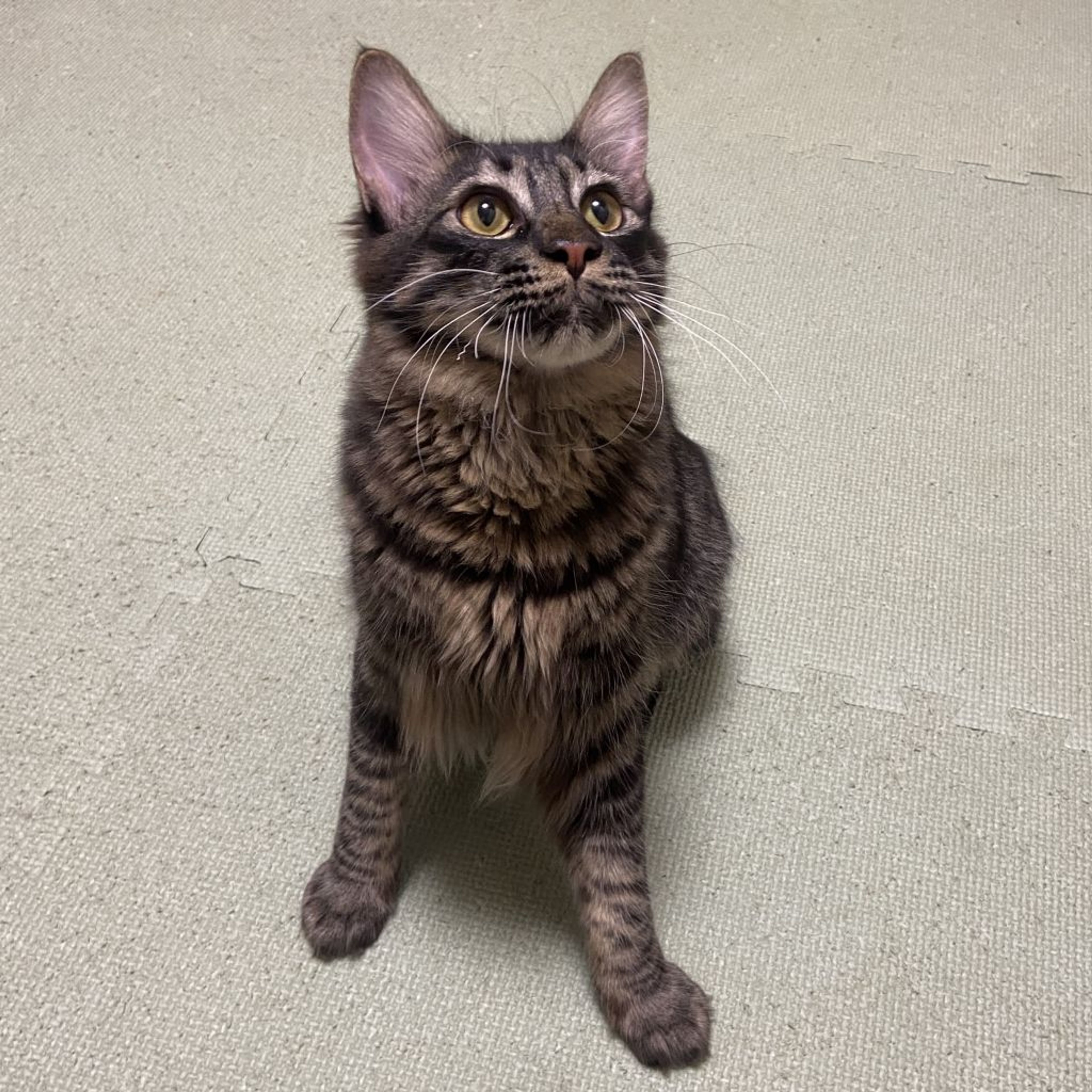 pet-image-5