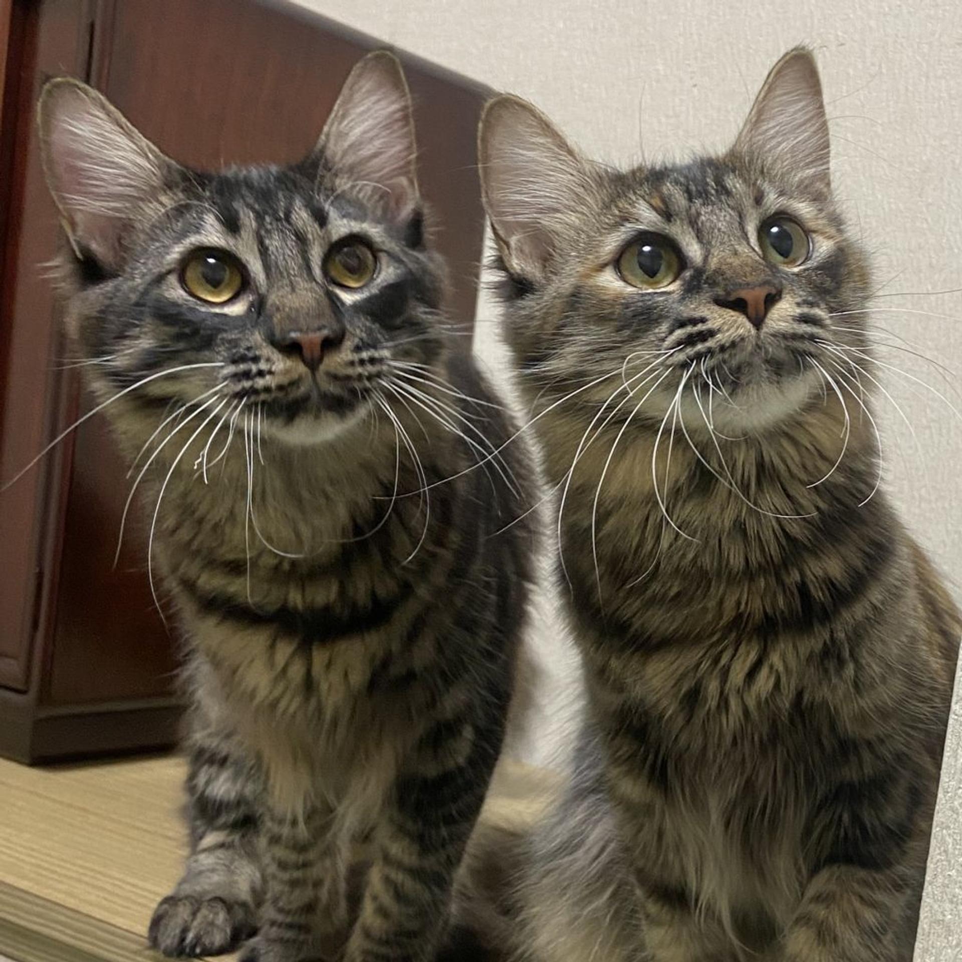 pet-image-7