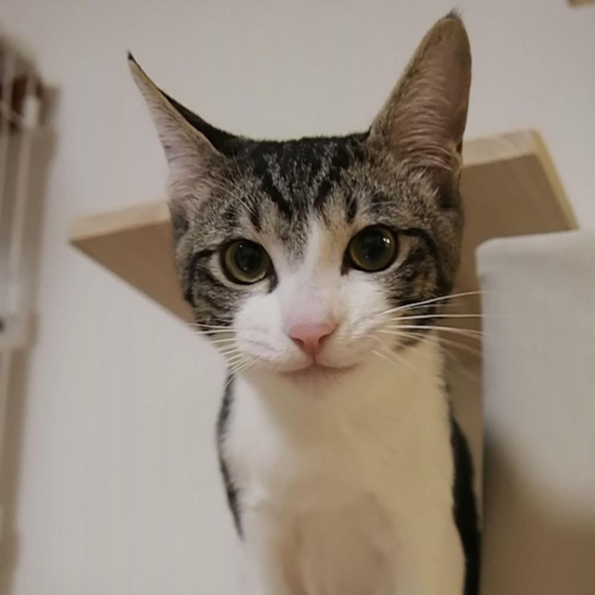 pet-image-2