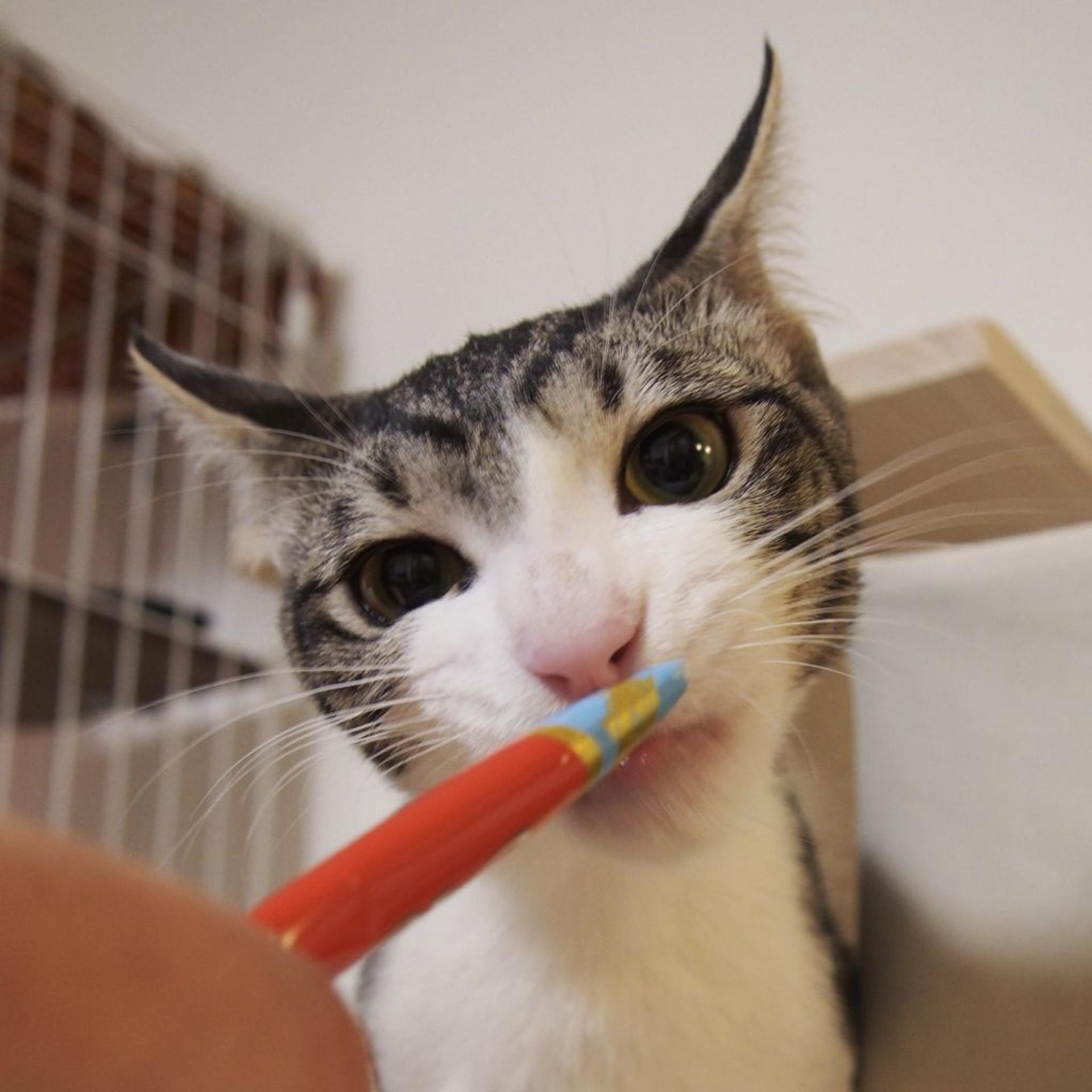 pet-image-3