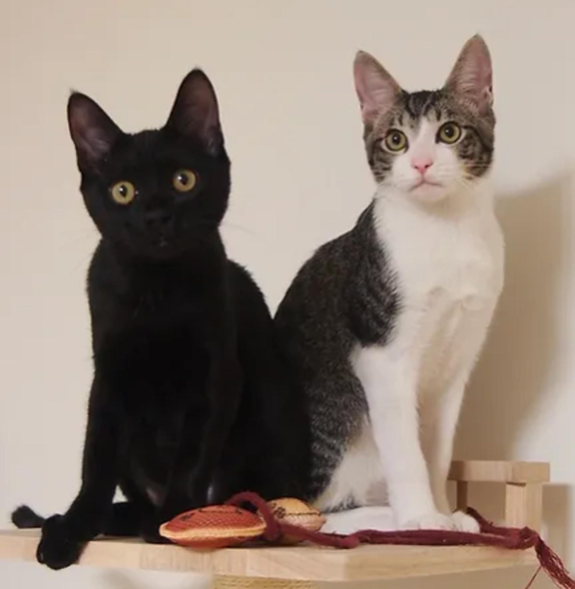 pet-image-6