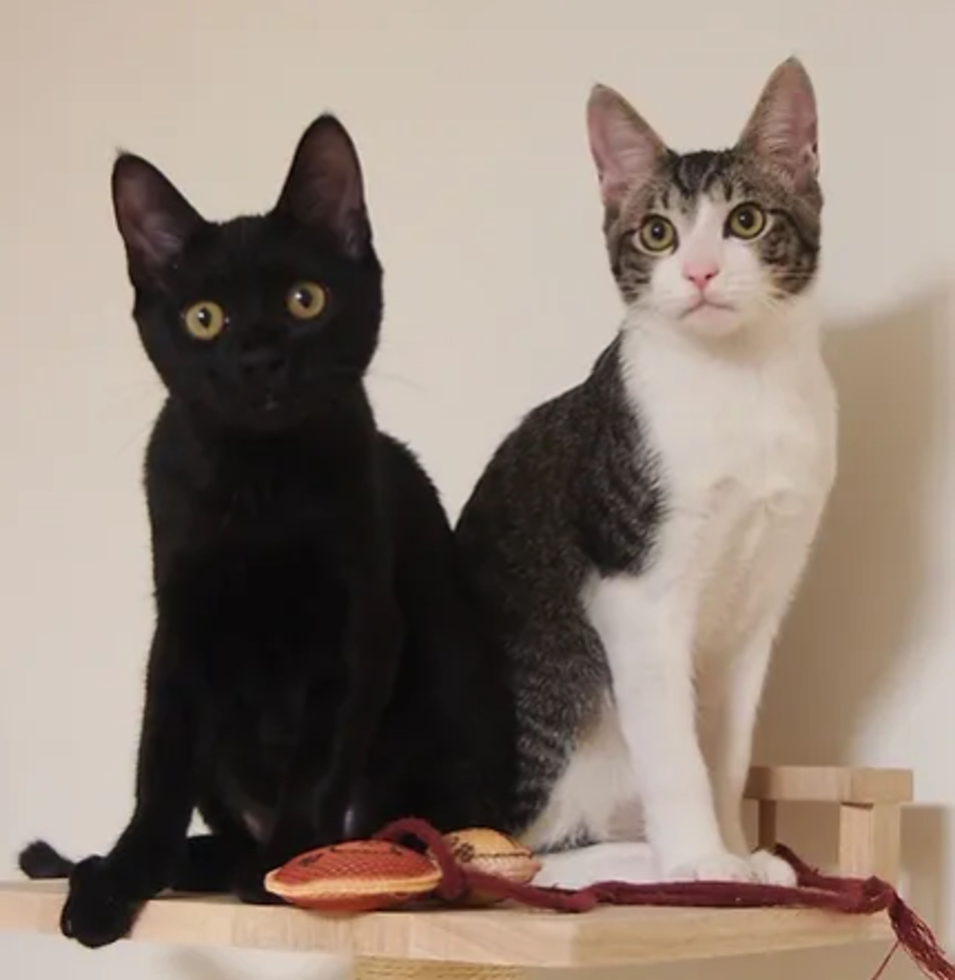 pet-image-6