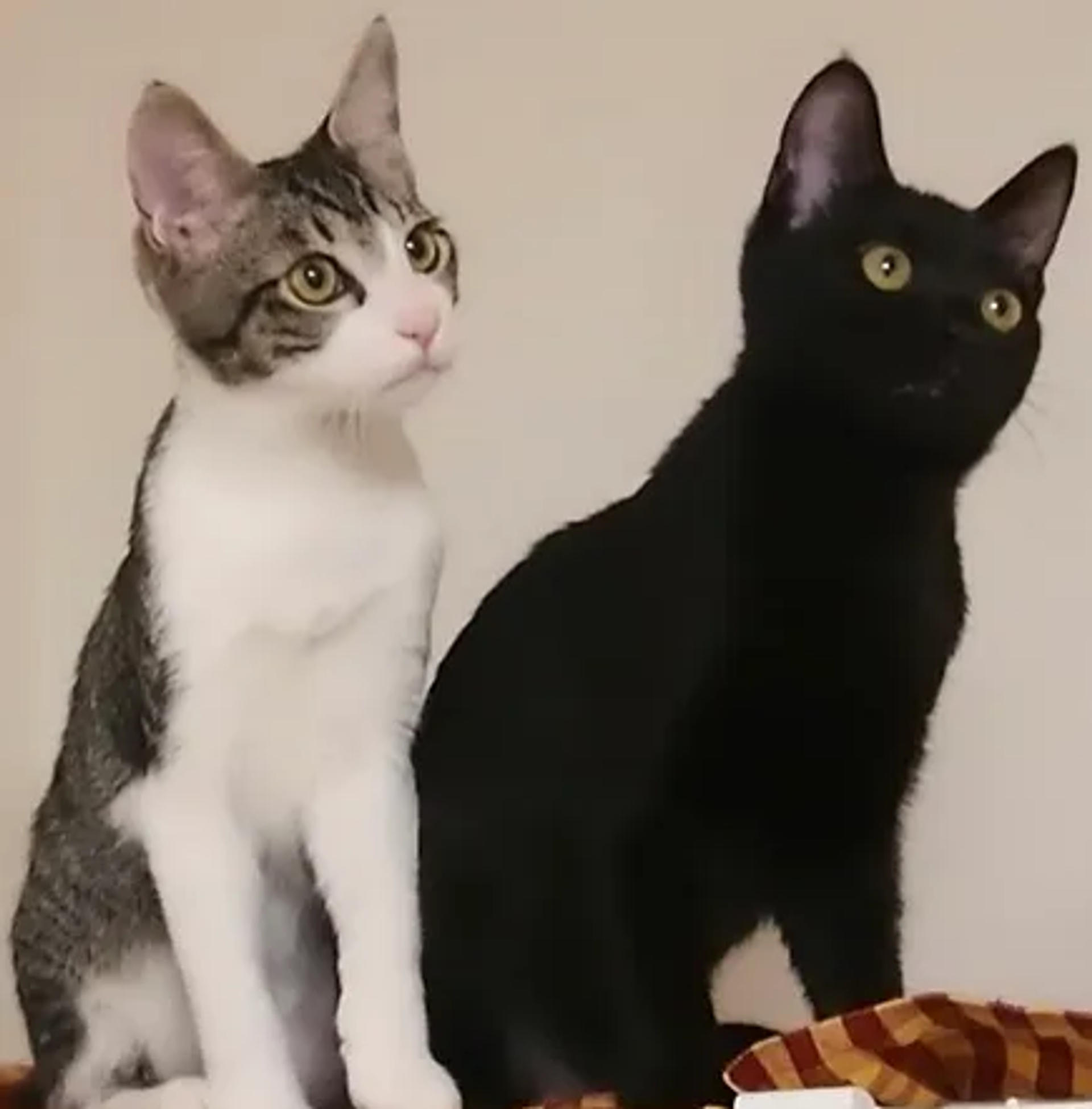 pet-image-8