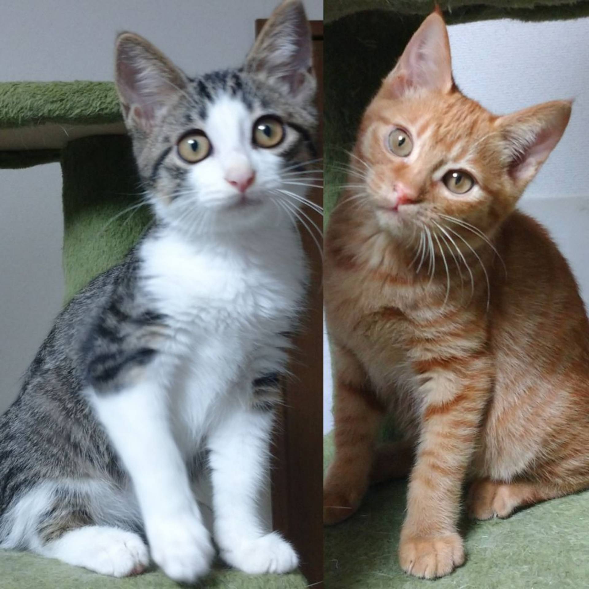 雑種（ミックス猫）・メスの里親募集の写真
