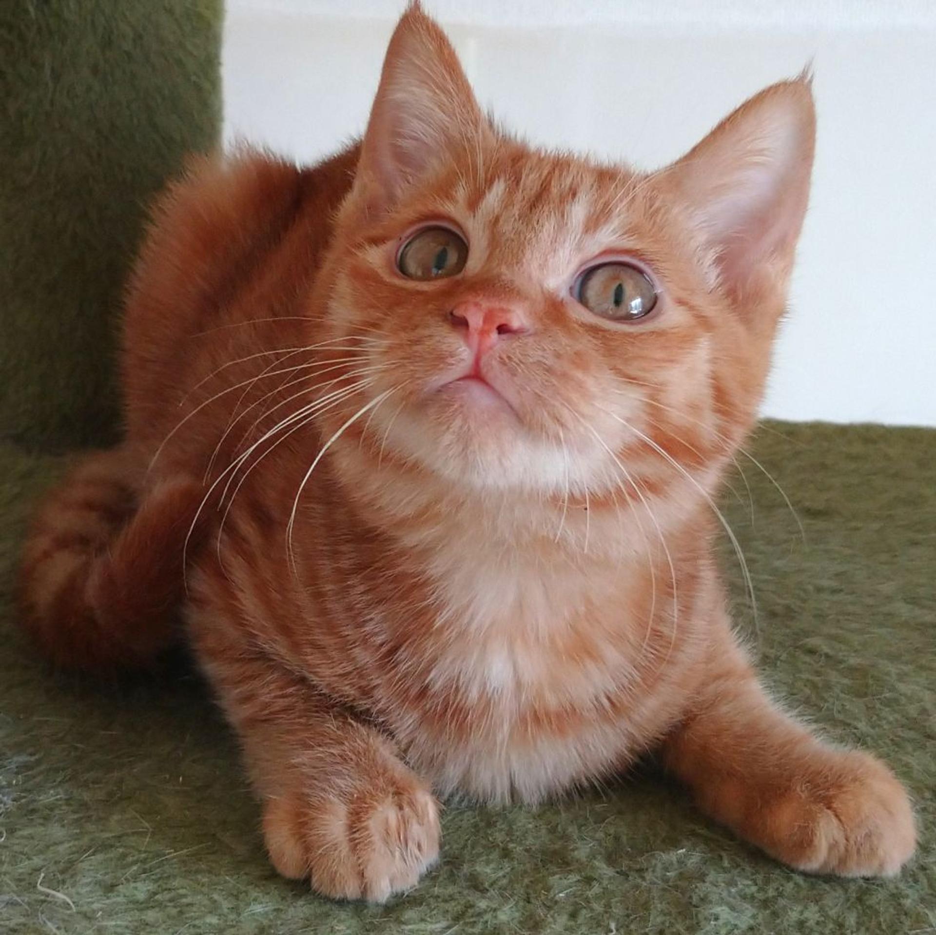 pet-image-2