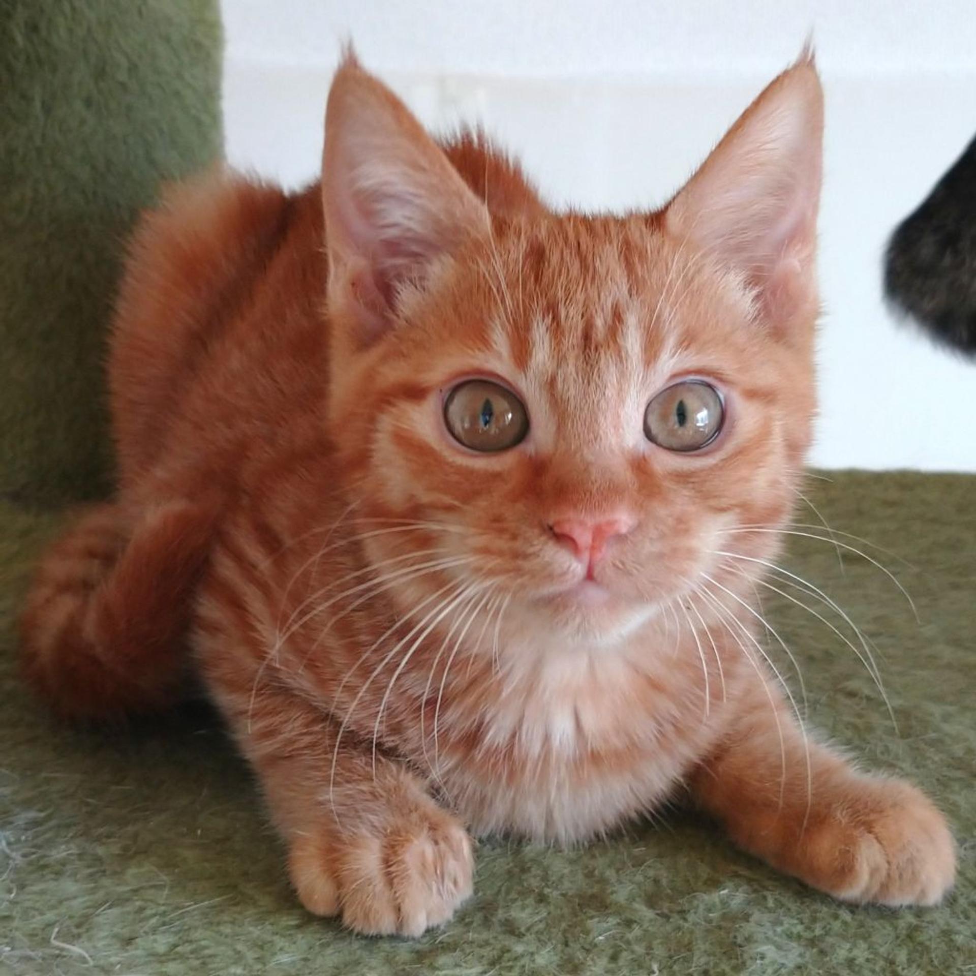 pet-image-4