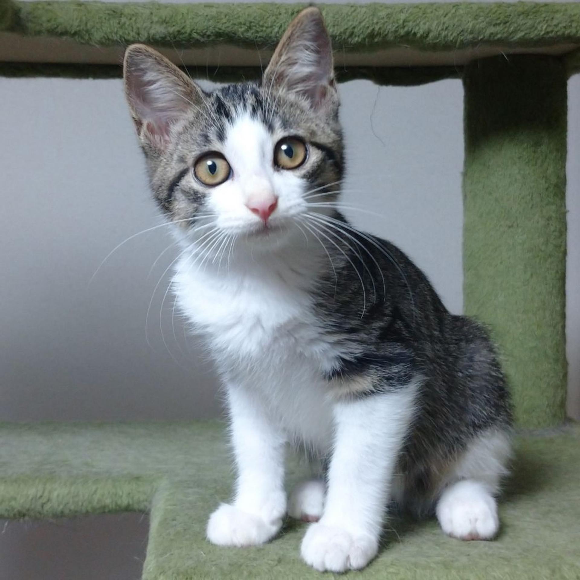 pet-image-5