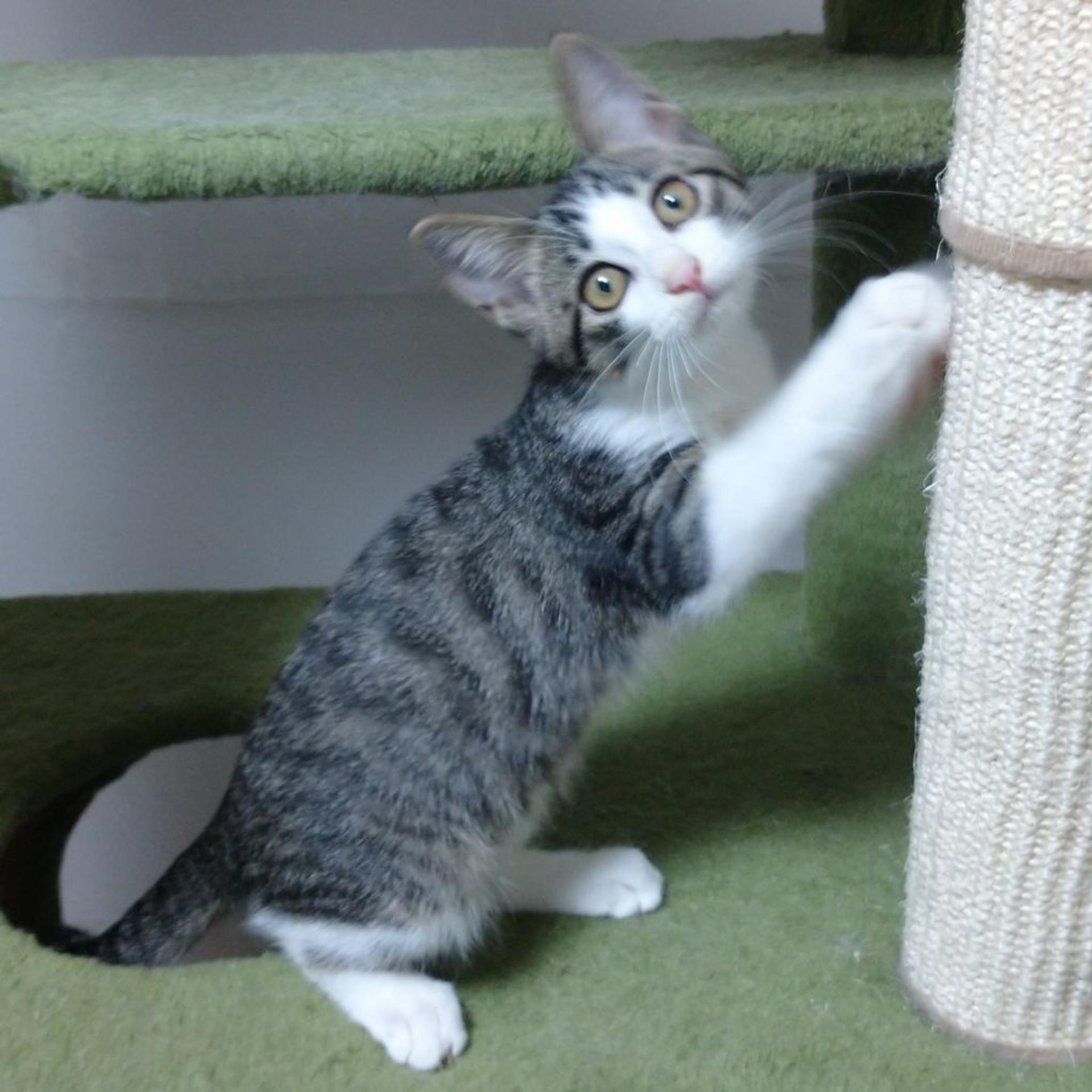 pet-image-7