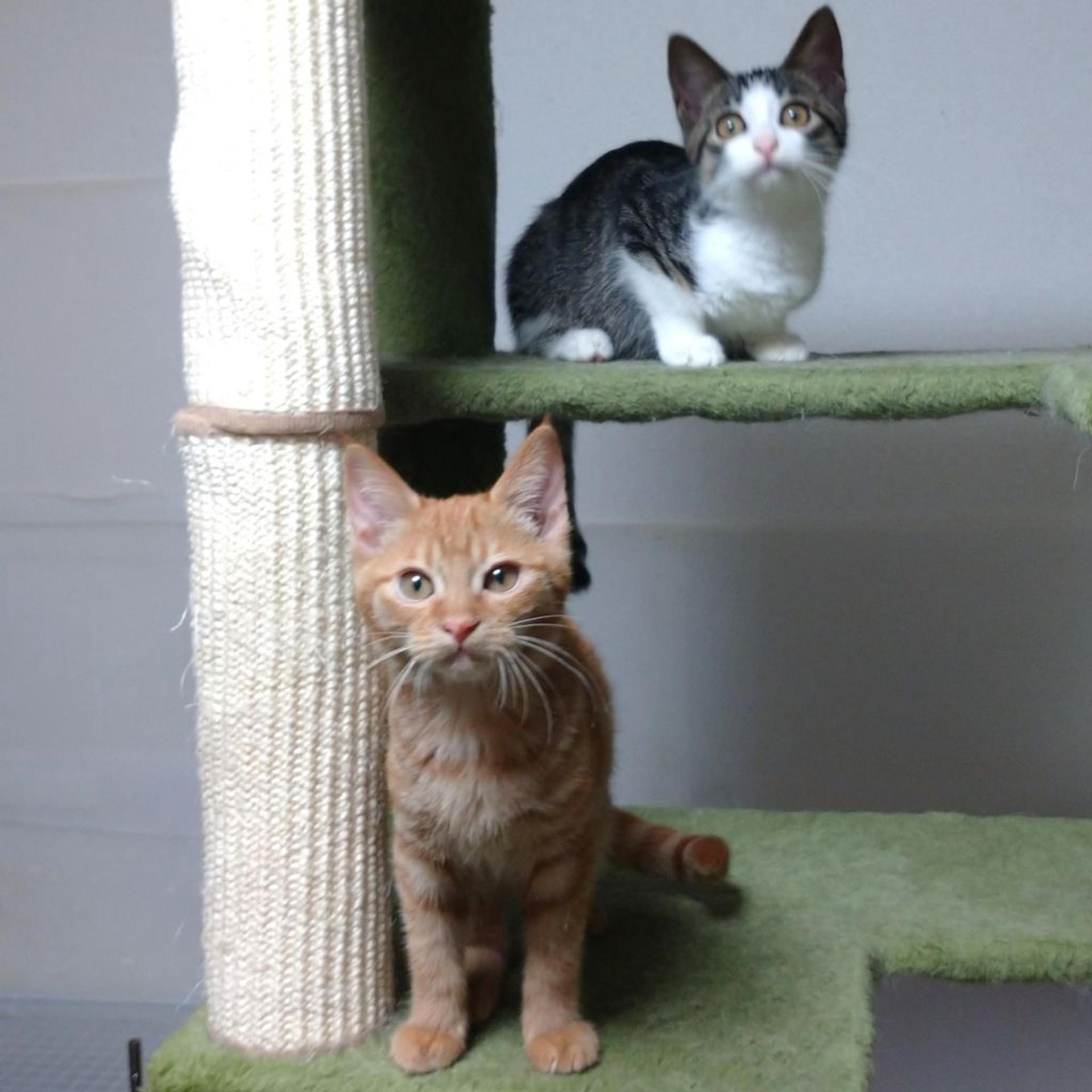 pet-image-9