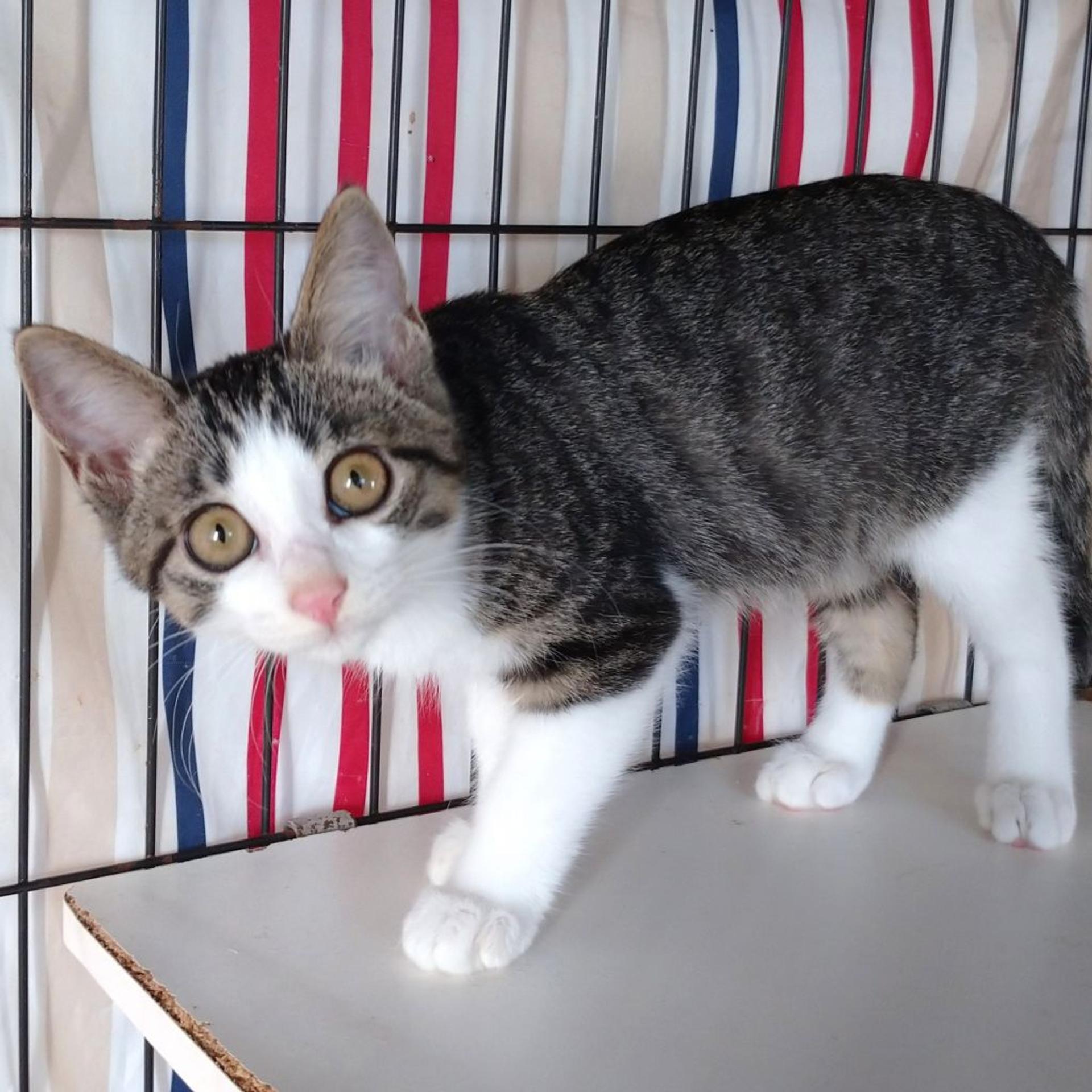 pet-image-10