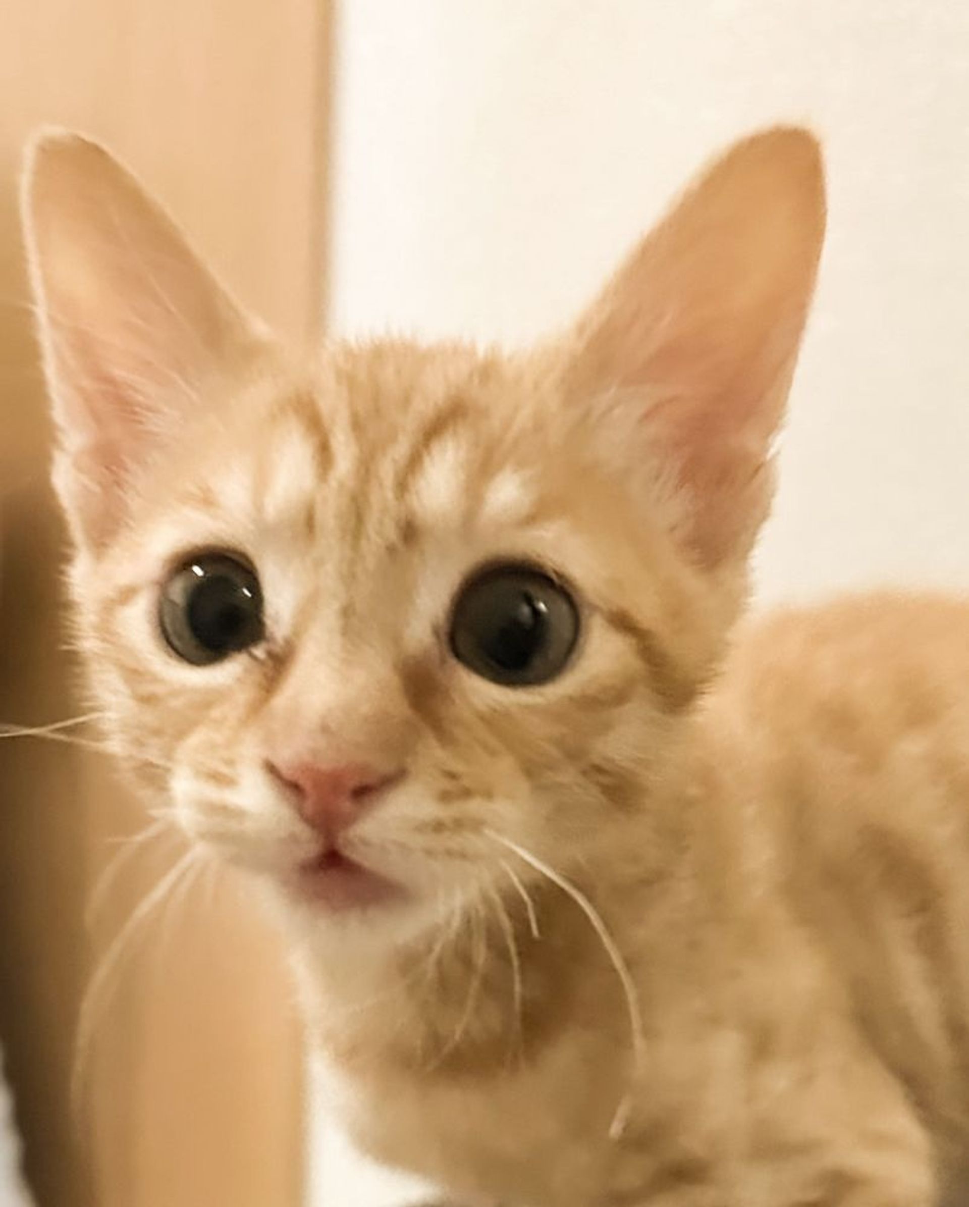 雑種（ミックス猫）・オスの里親募集の写真