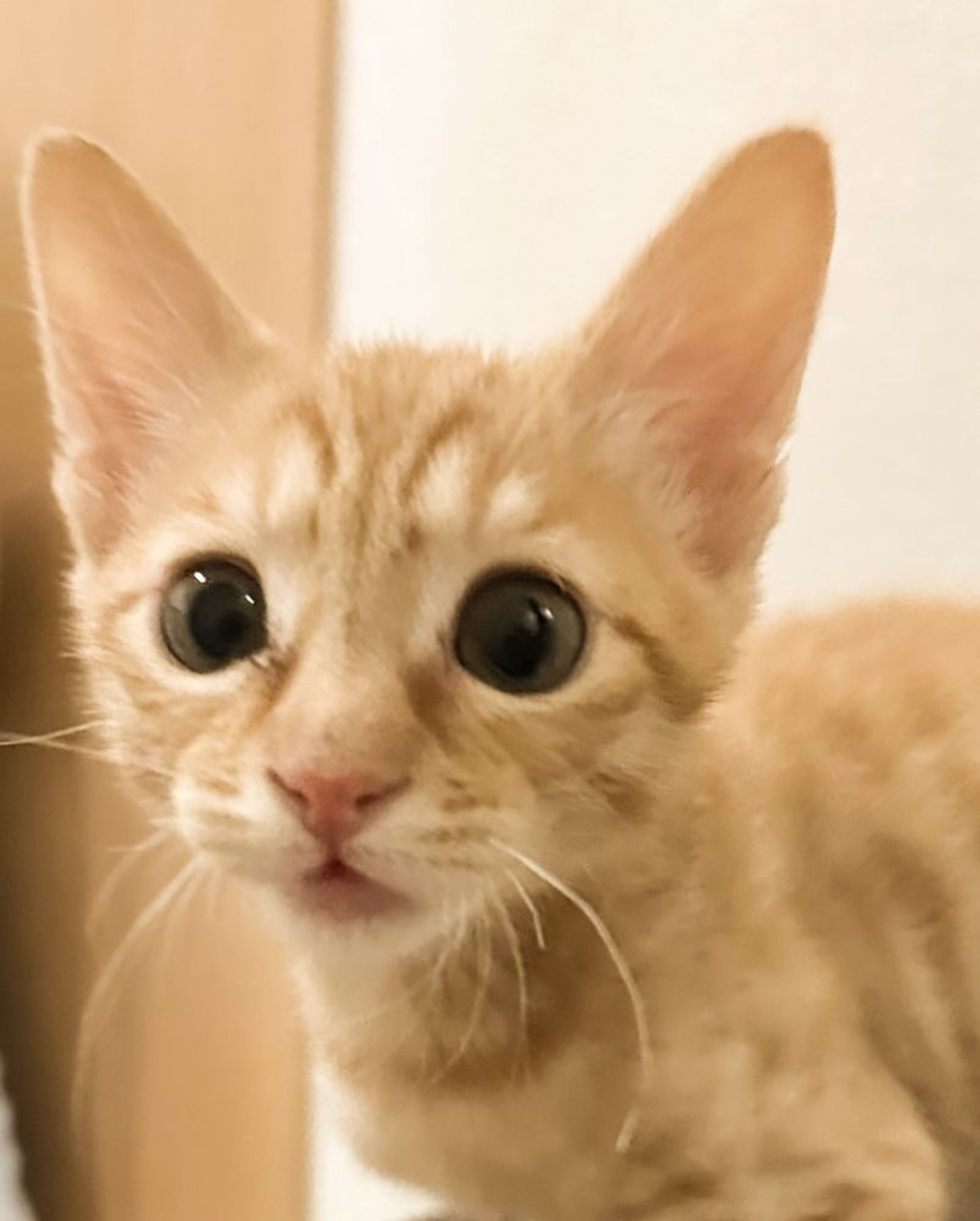雑種（ミックス猫）・オスの里親募集の写真