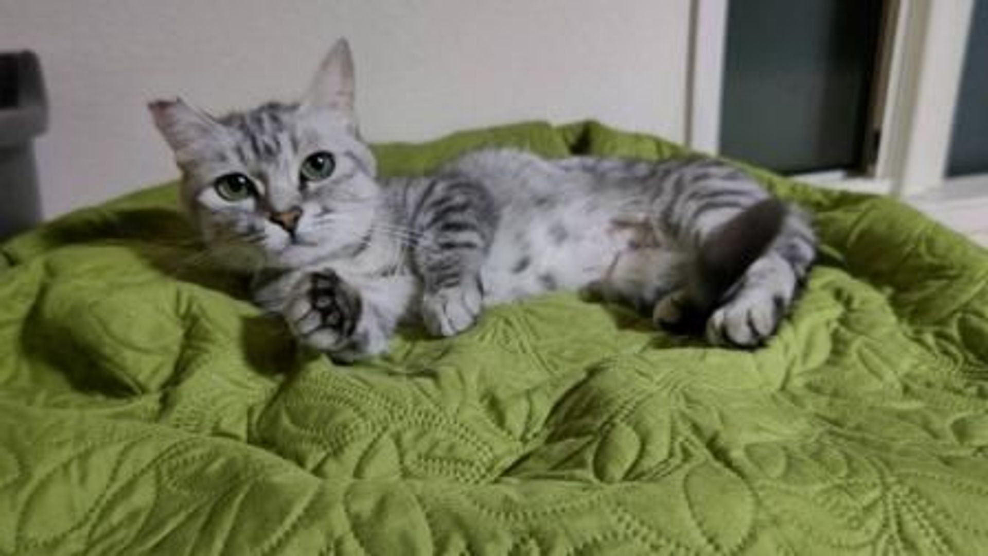 マンチカン・メスの里親募集の写真
