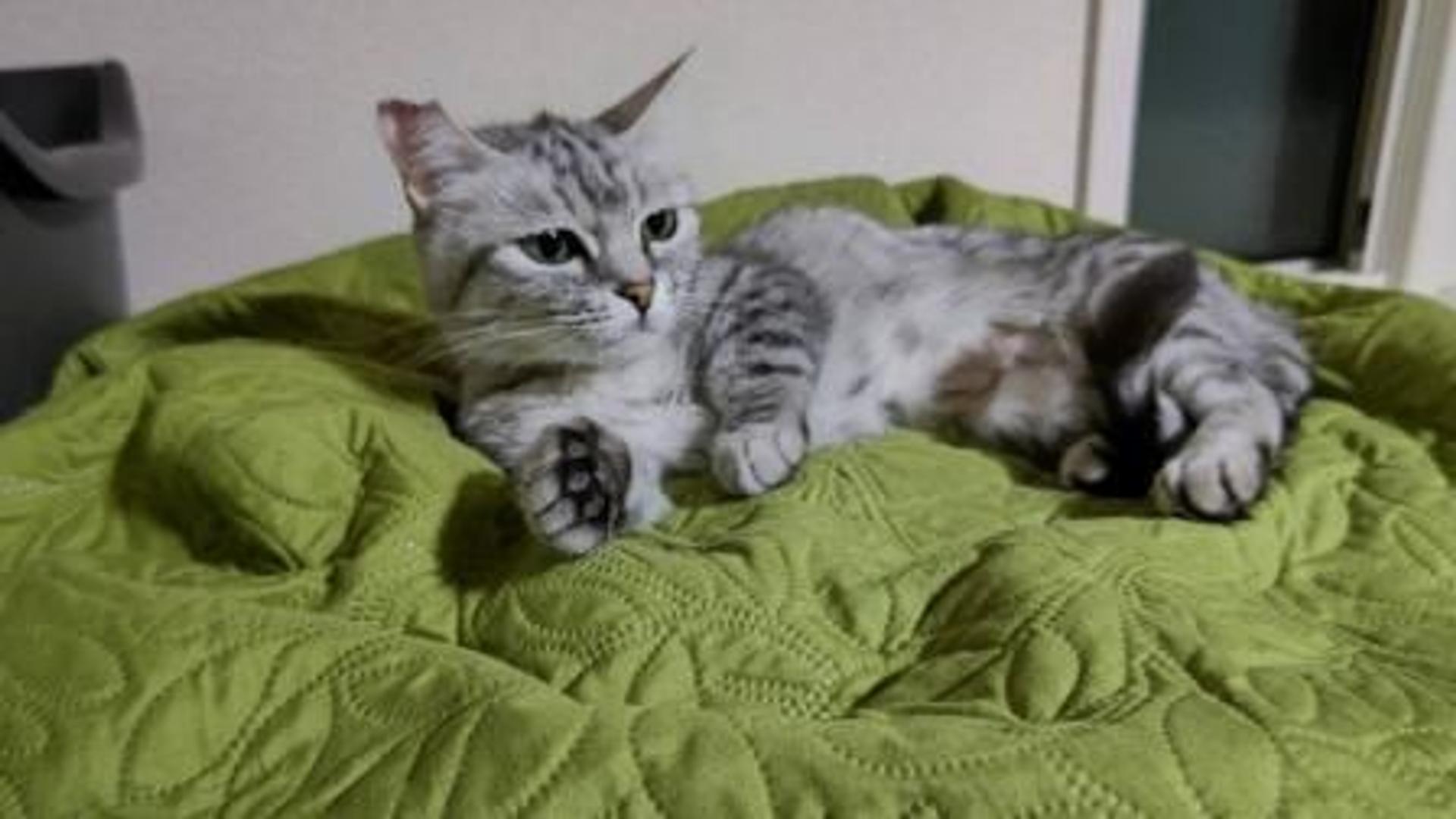 pet-image-2