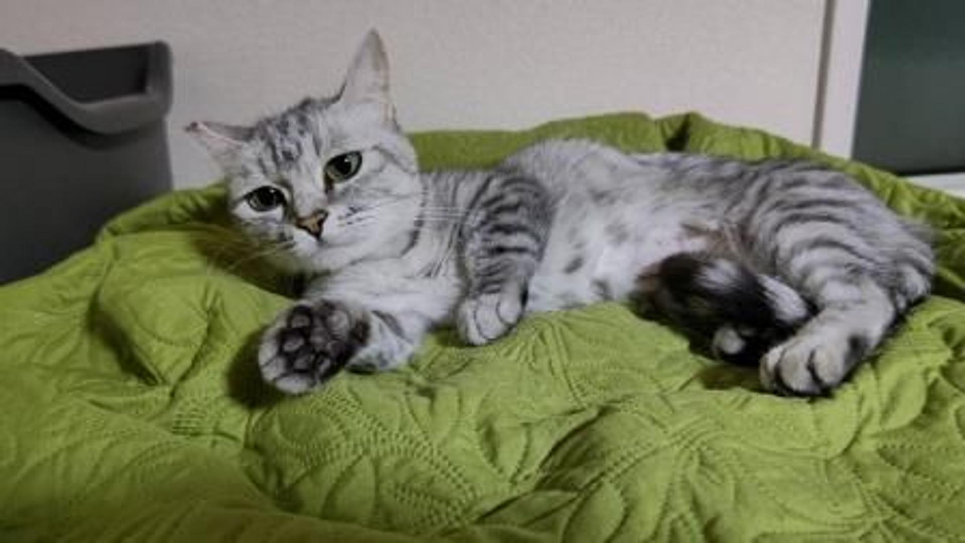 pet-image-3