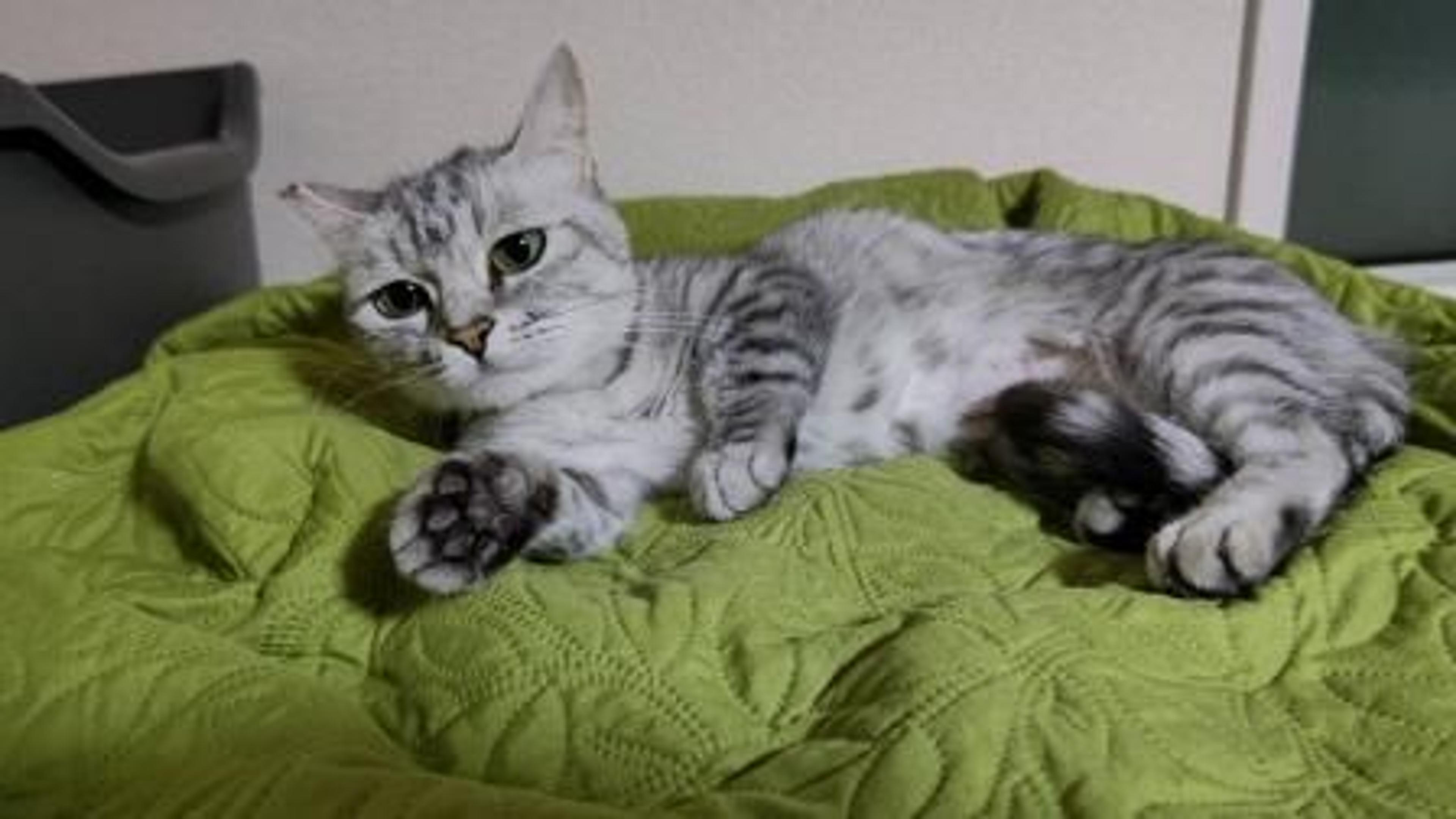 pet-image-3