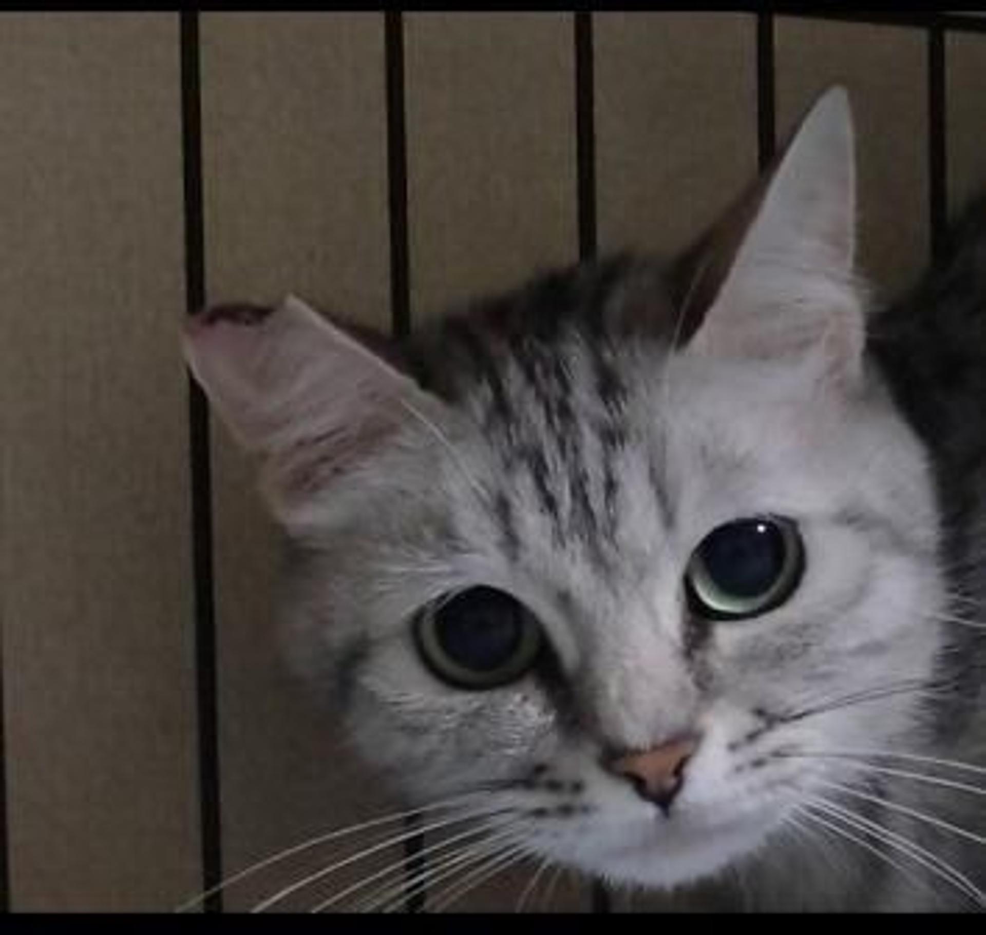pet-image-4