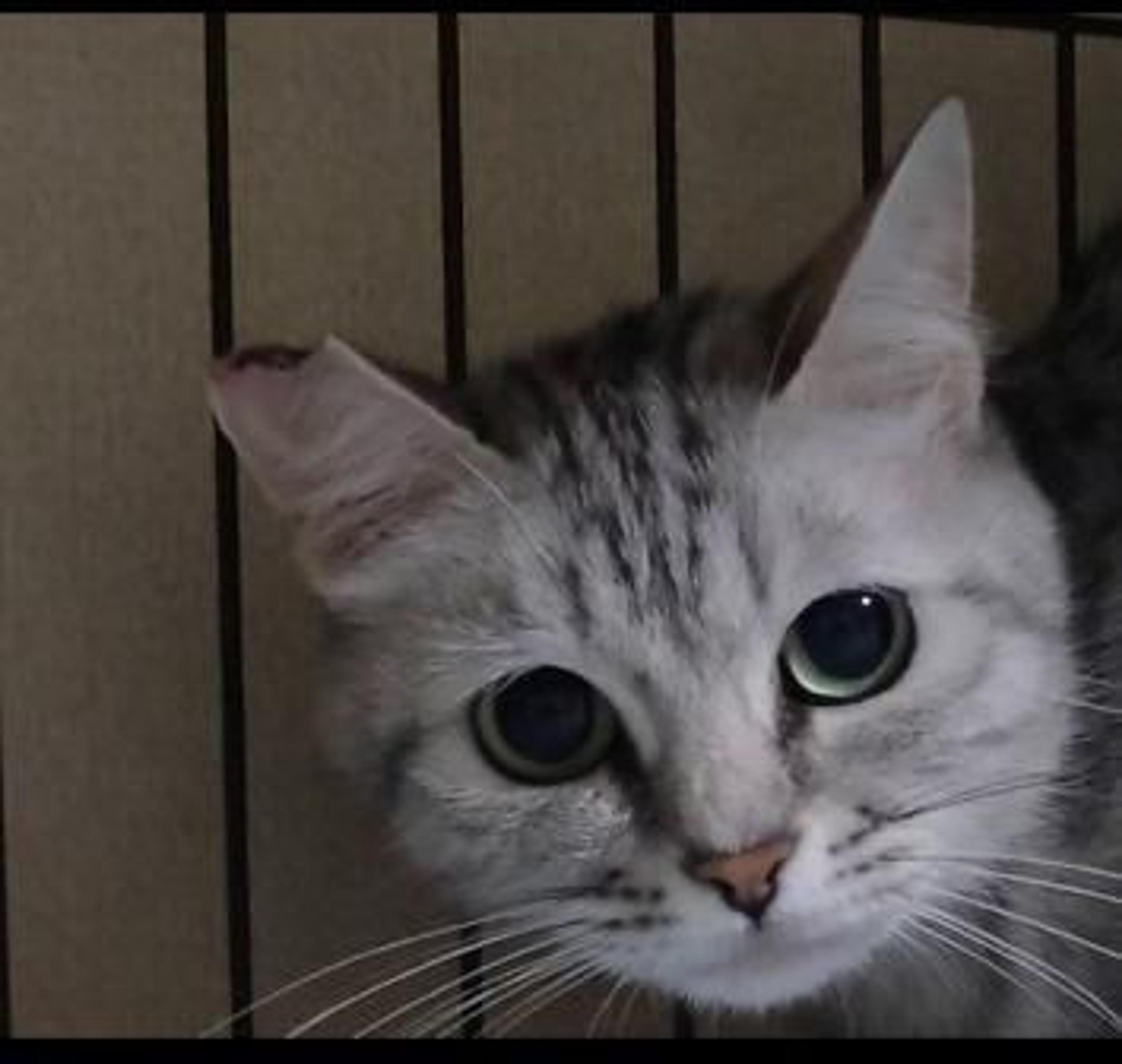 pet-image-4