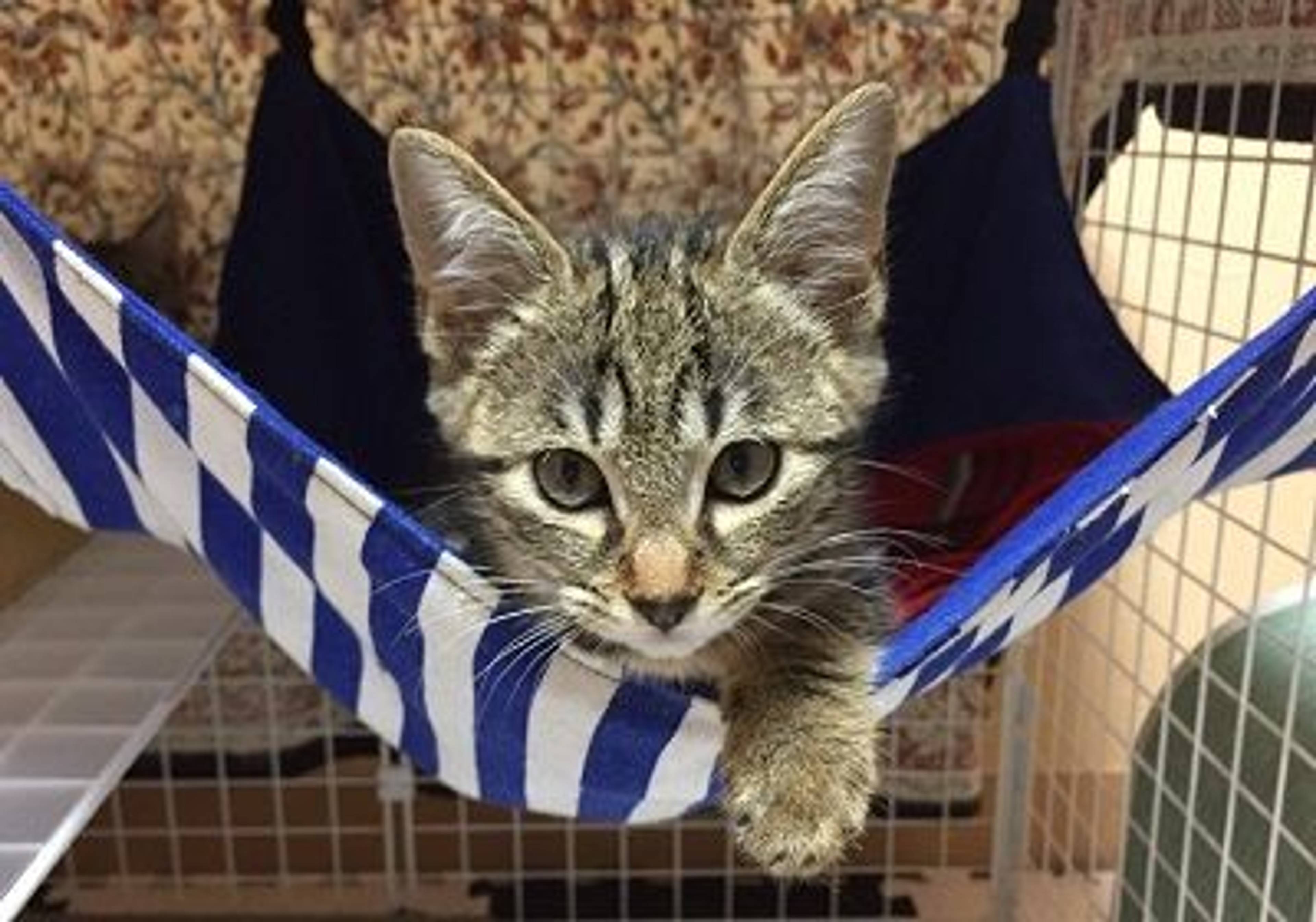 雑種（ミックス猫）・オスの里親募集の写真