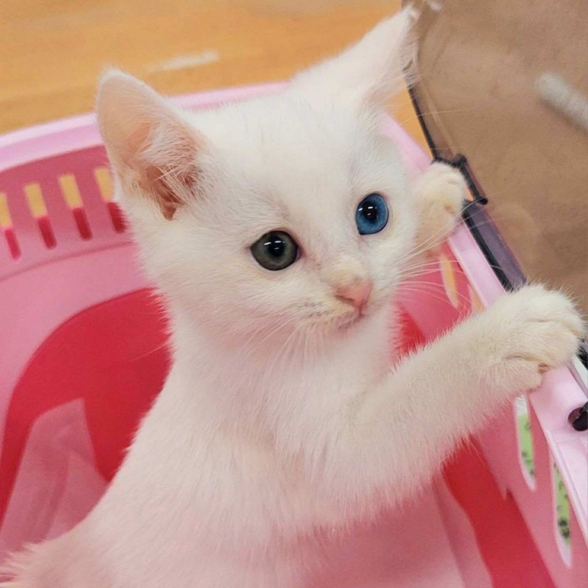 雑種（ミックス猫）・メスの里親募集の写真