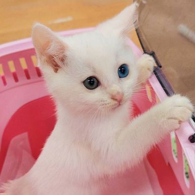 だいふくちゃんの写真