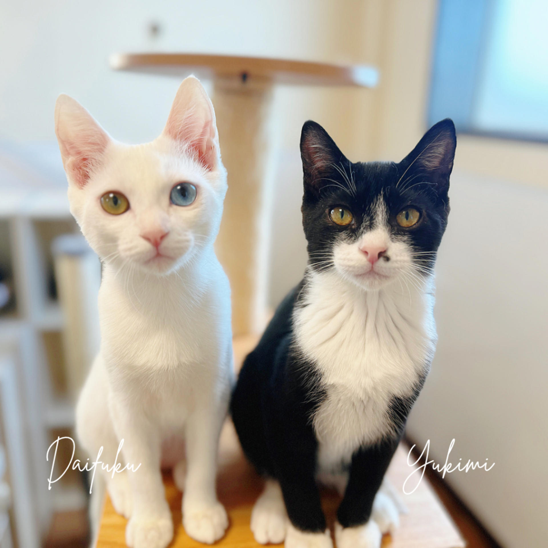 pet-image-4
