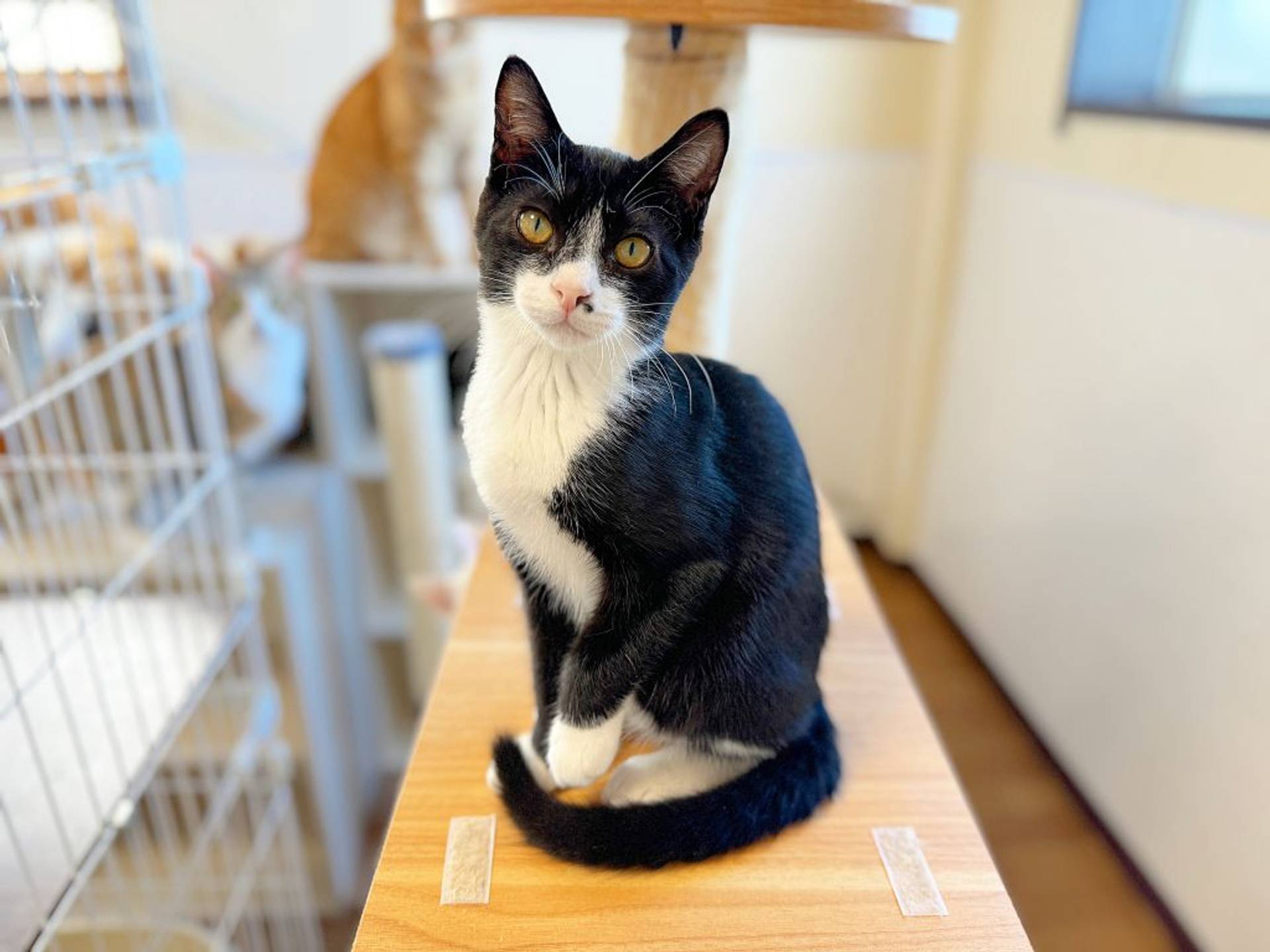 雑種（ミックス猫）・オスの里親募集の写真