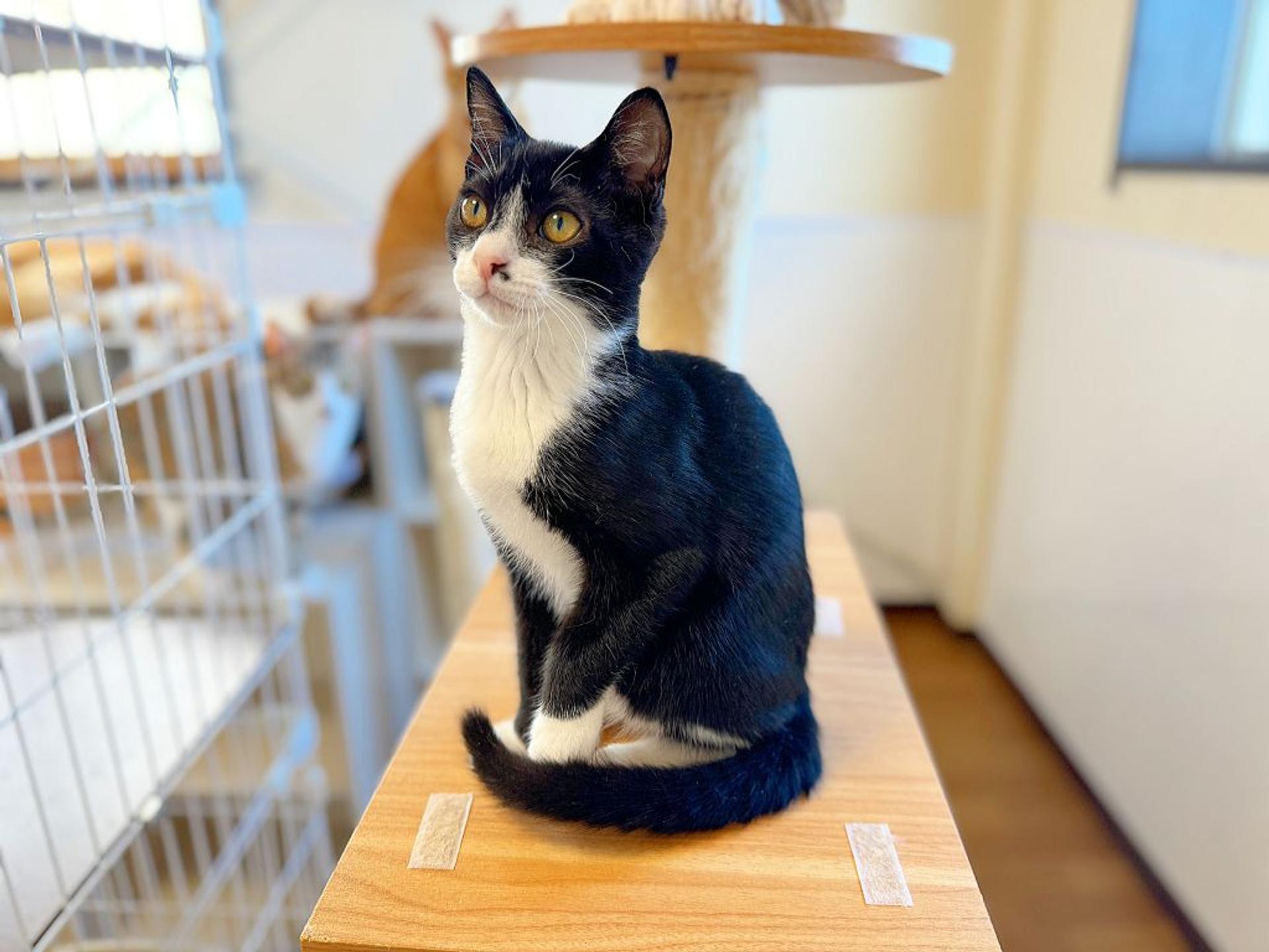 pet-image-2