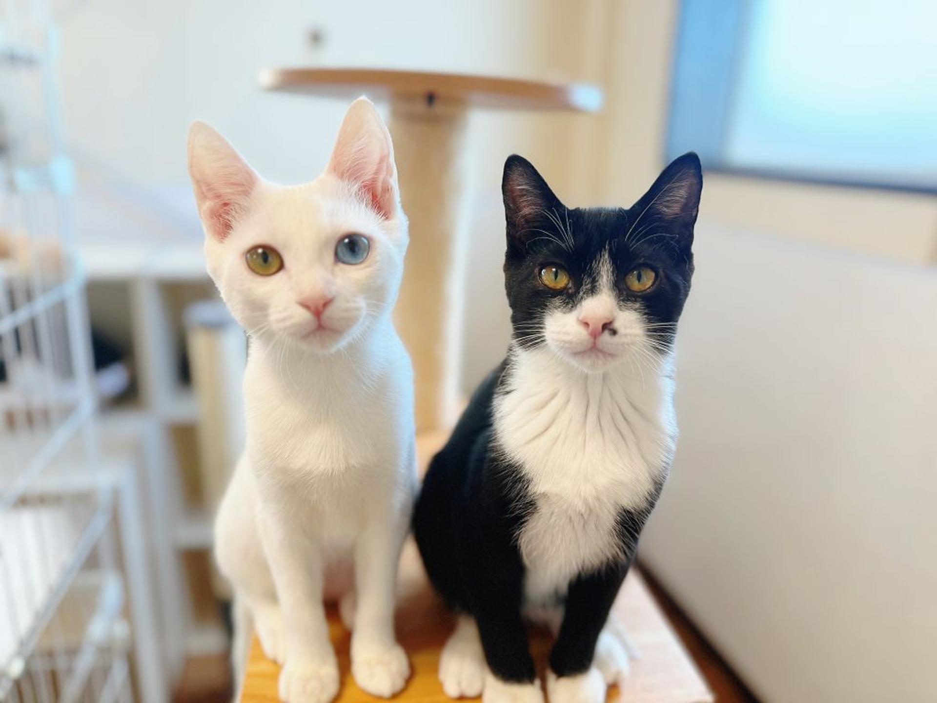 pet-image-5