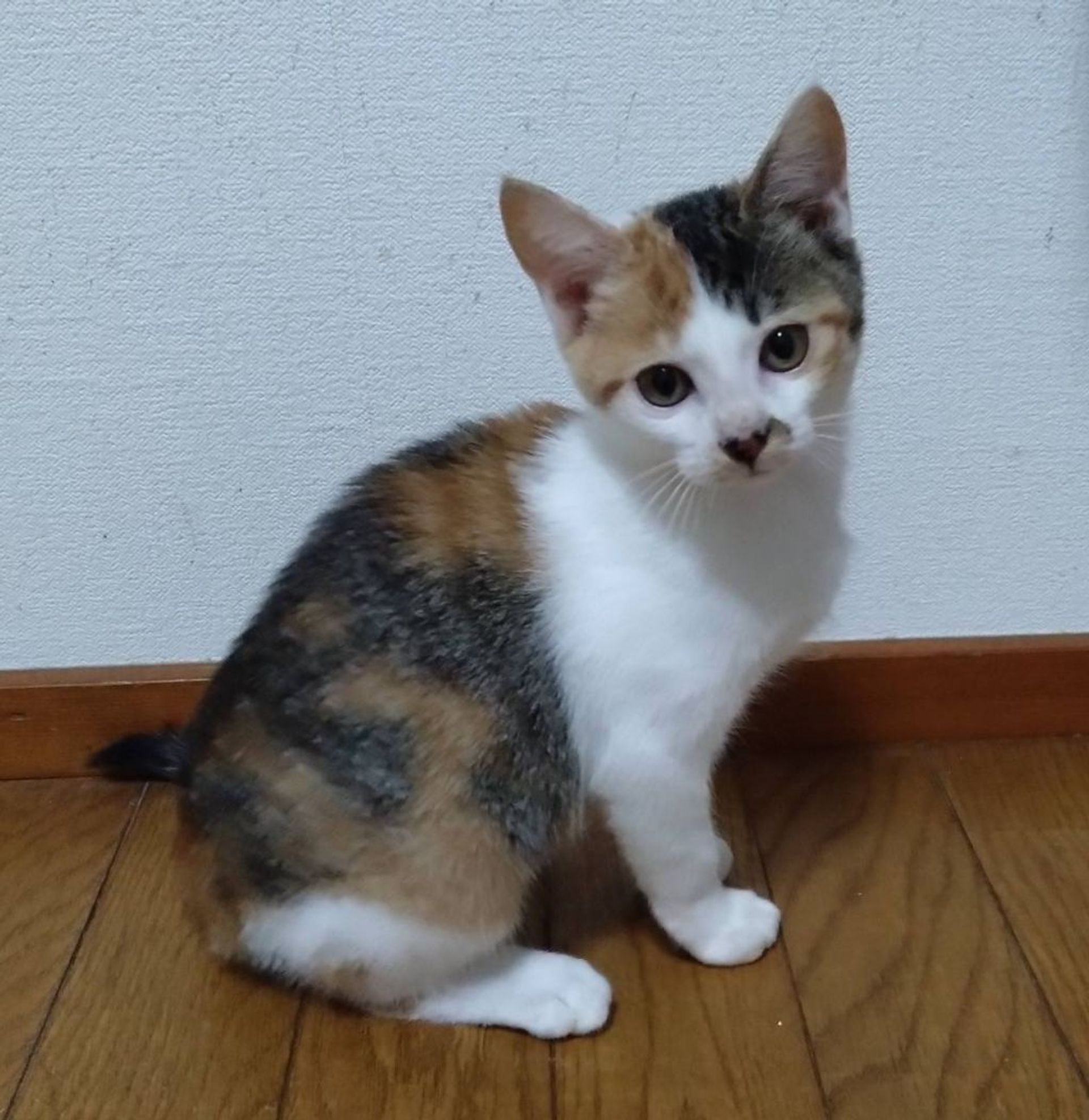 雑種（ミックス猫）・メスの里親募集の写真