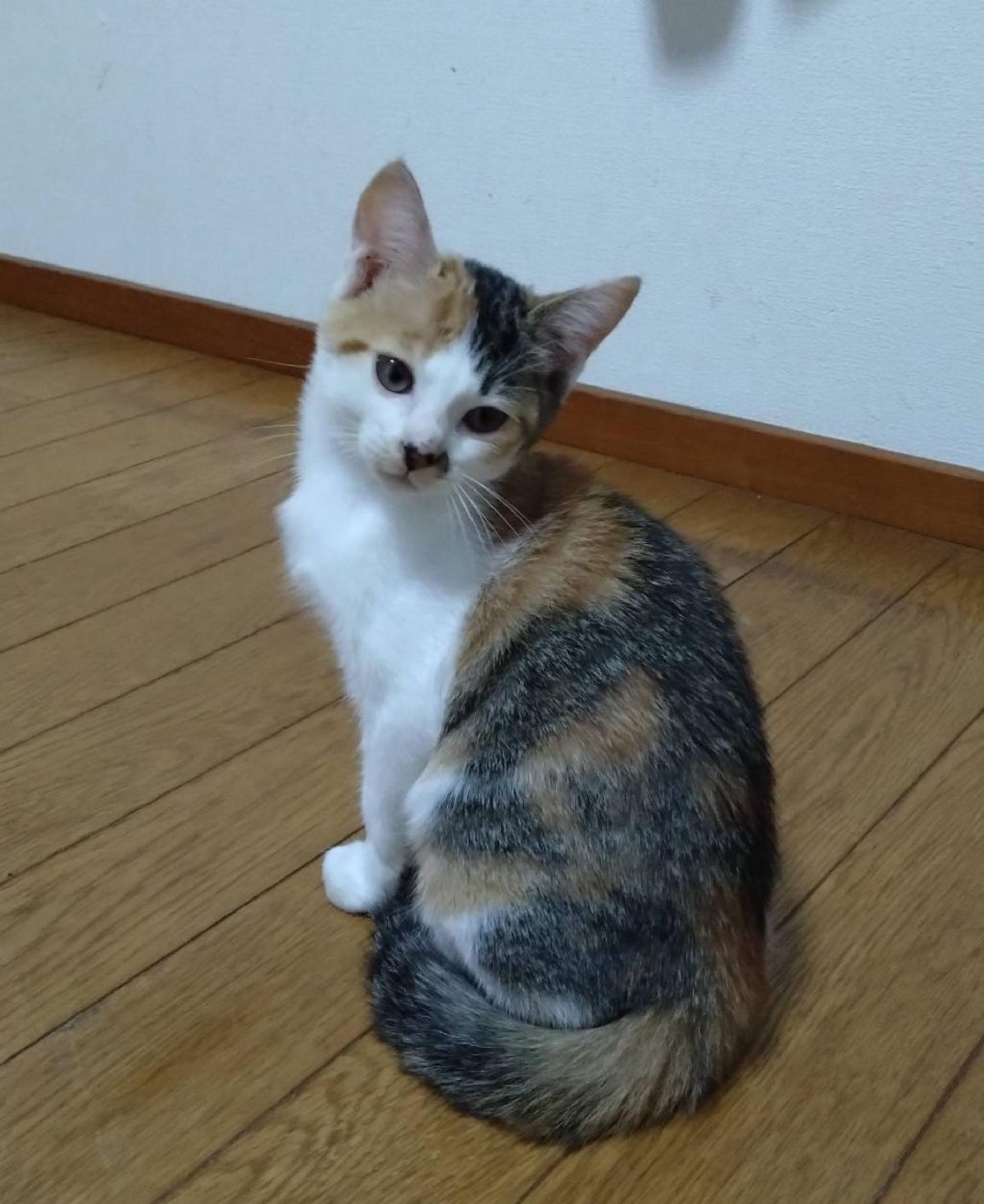 pet-image-2