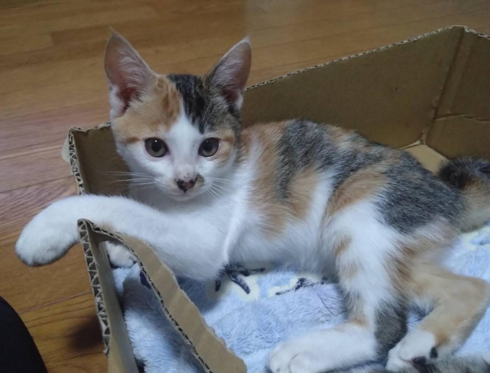 pet-image-3