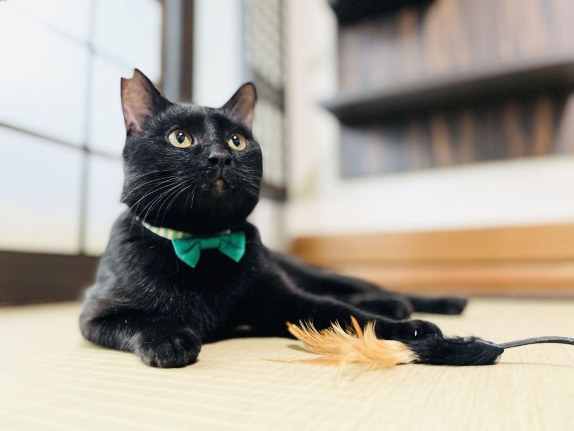 雑種（ミックス猫）・オスの里親募集の写真