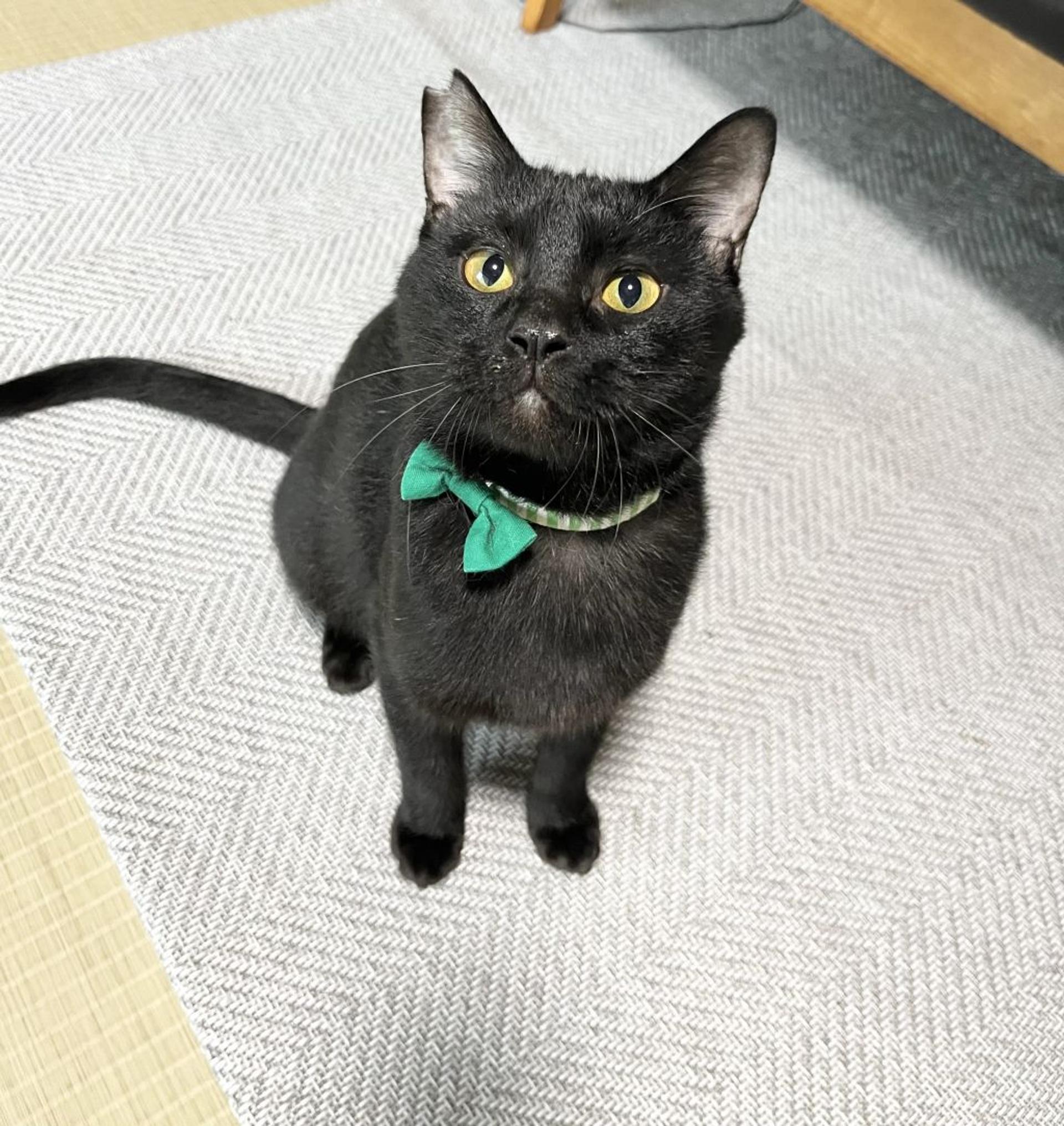 pet-image-2