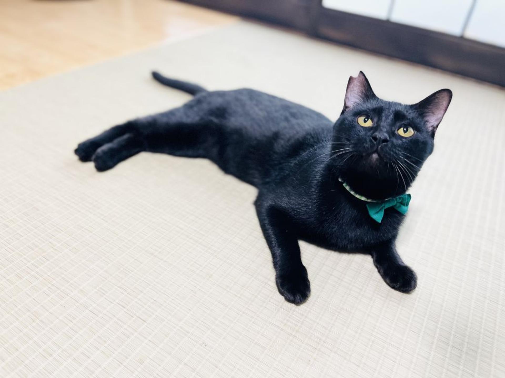pet-image-4