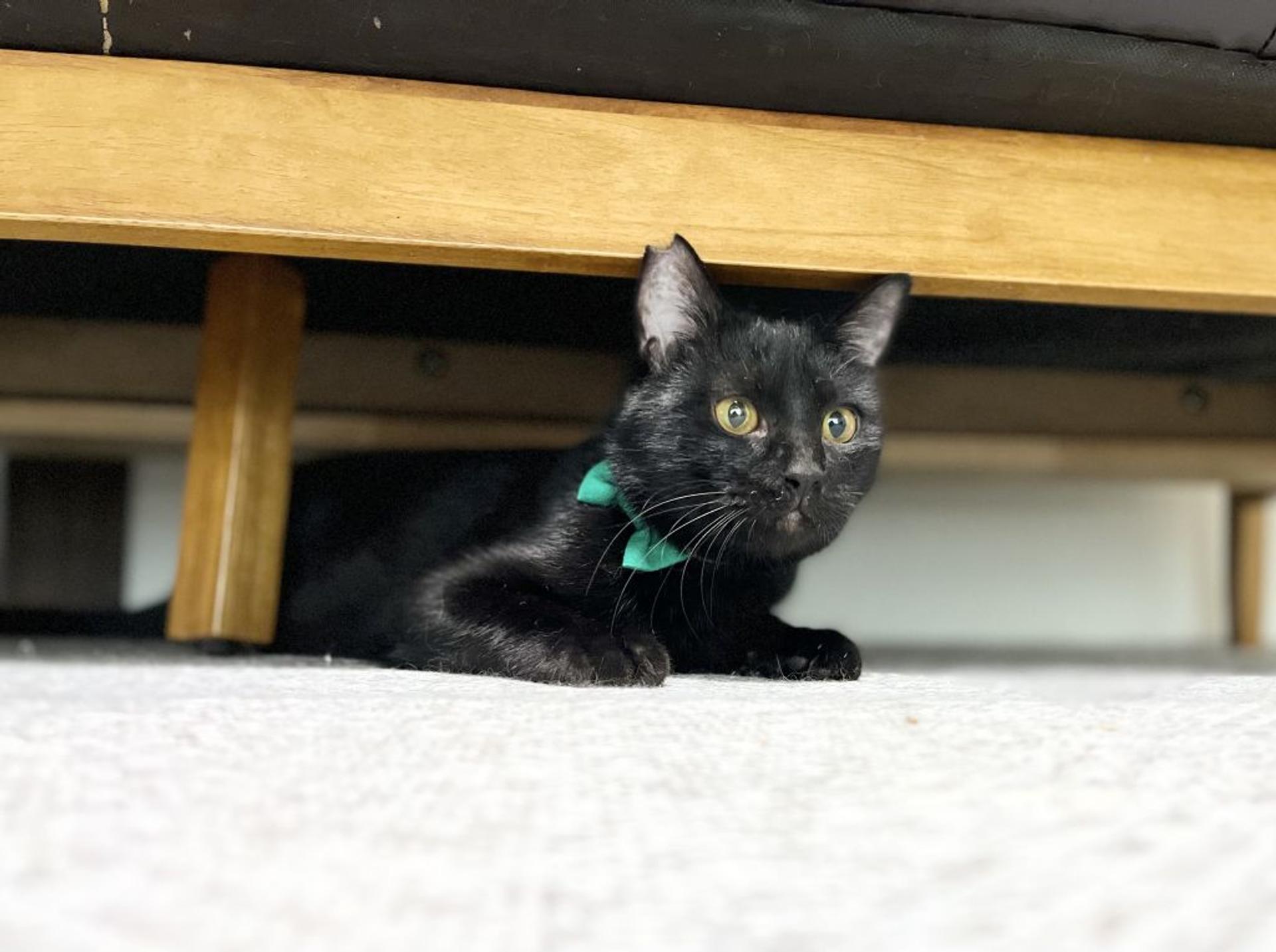 pet-image-5