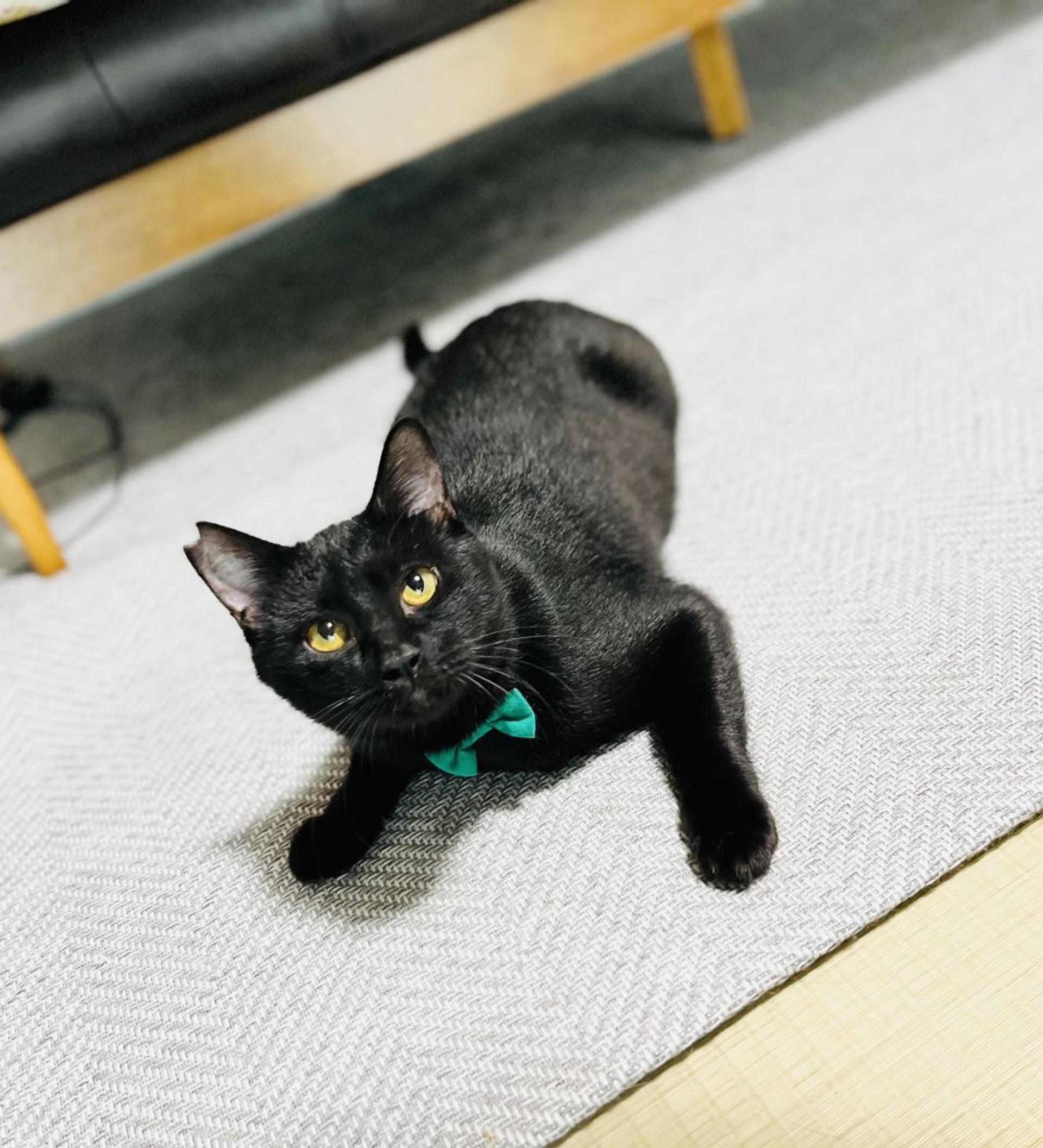 pet-image-6