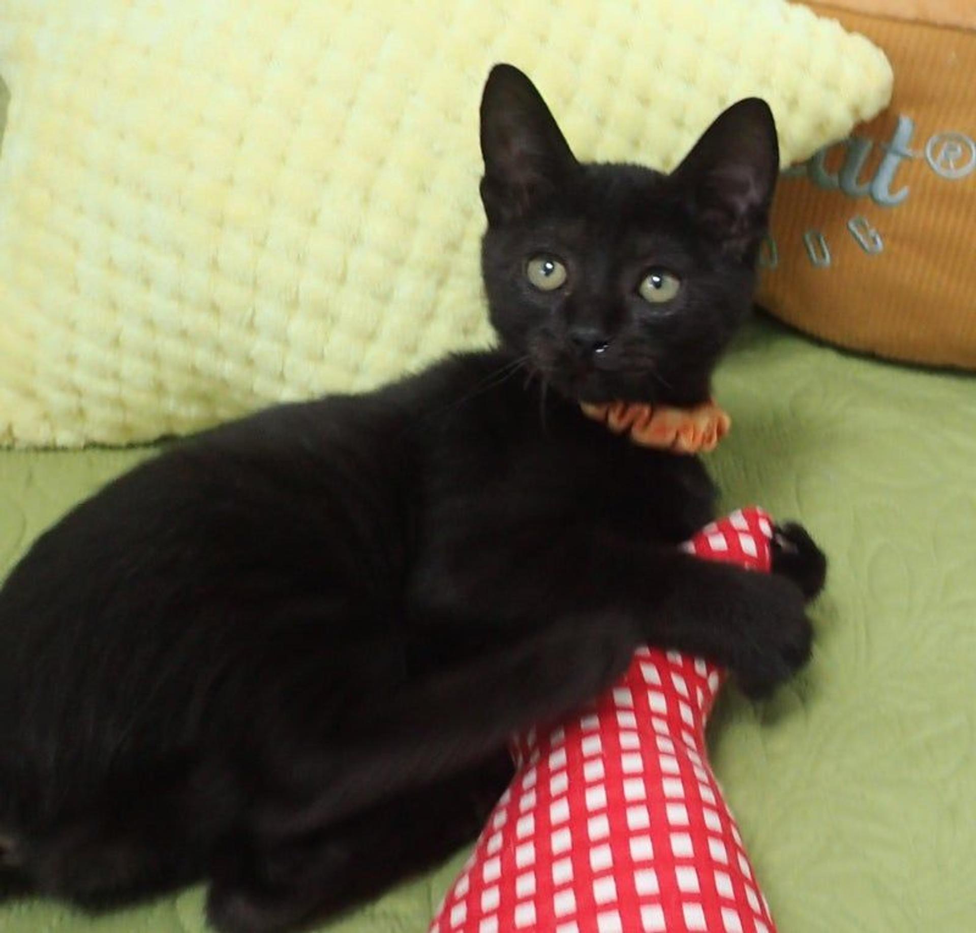 pet-image-3