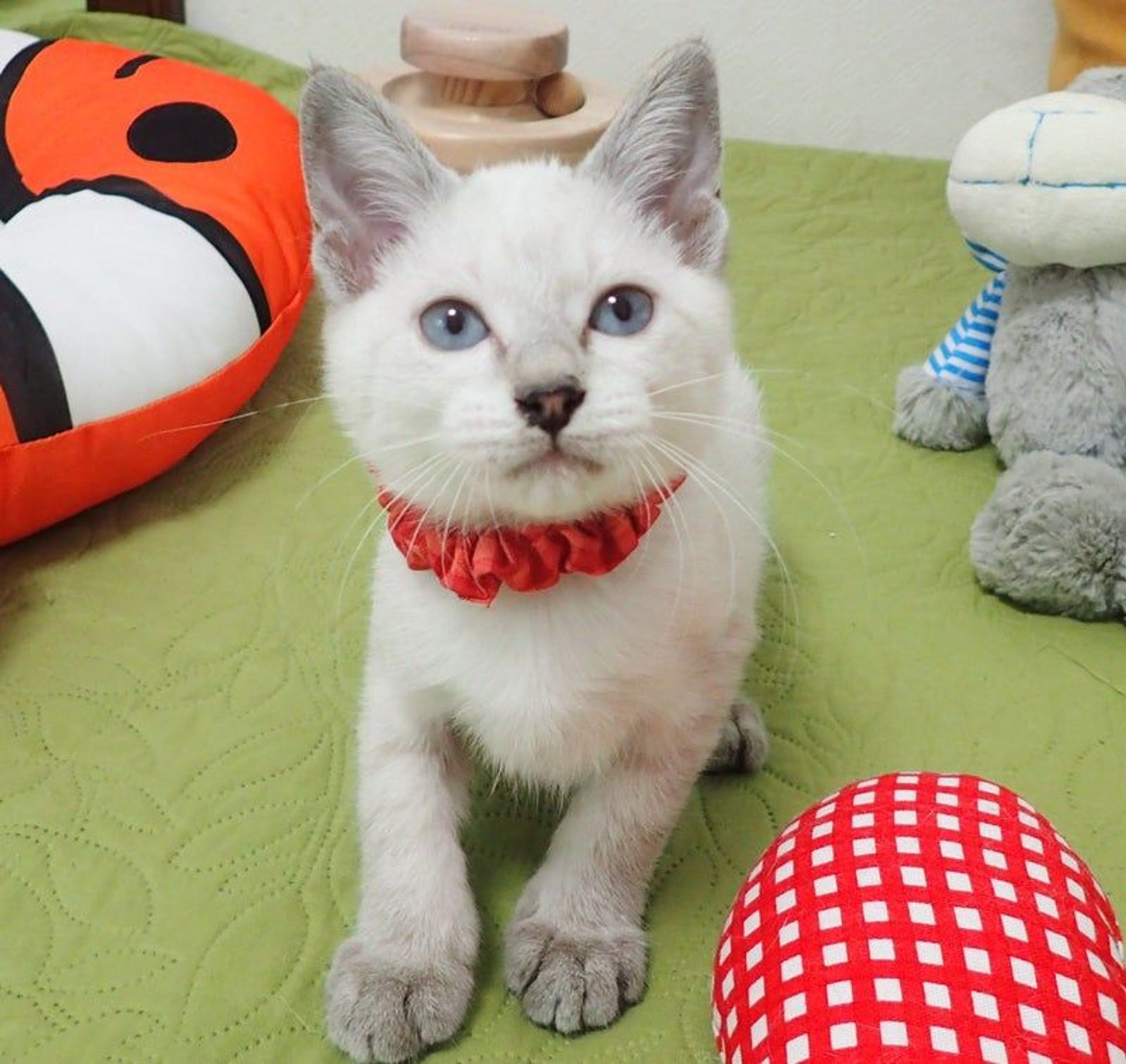 雑種（ミックス猫）・メスの里親募集の写真