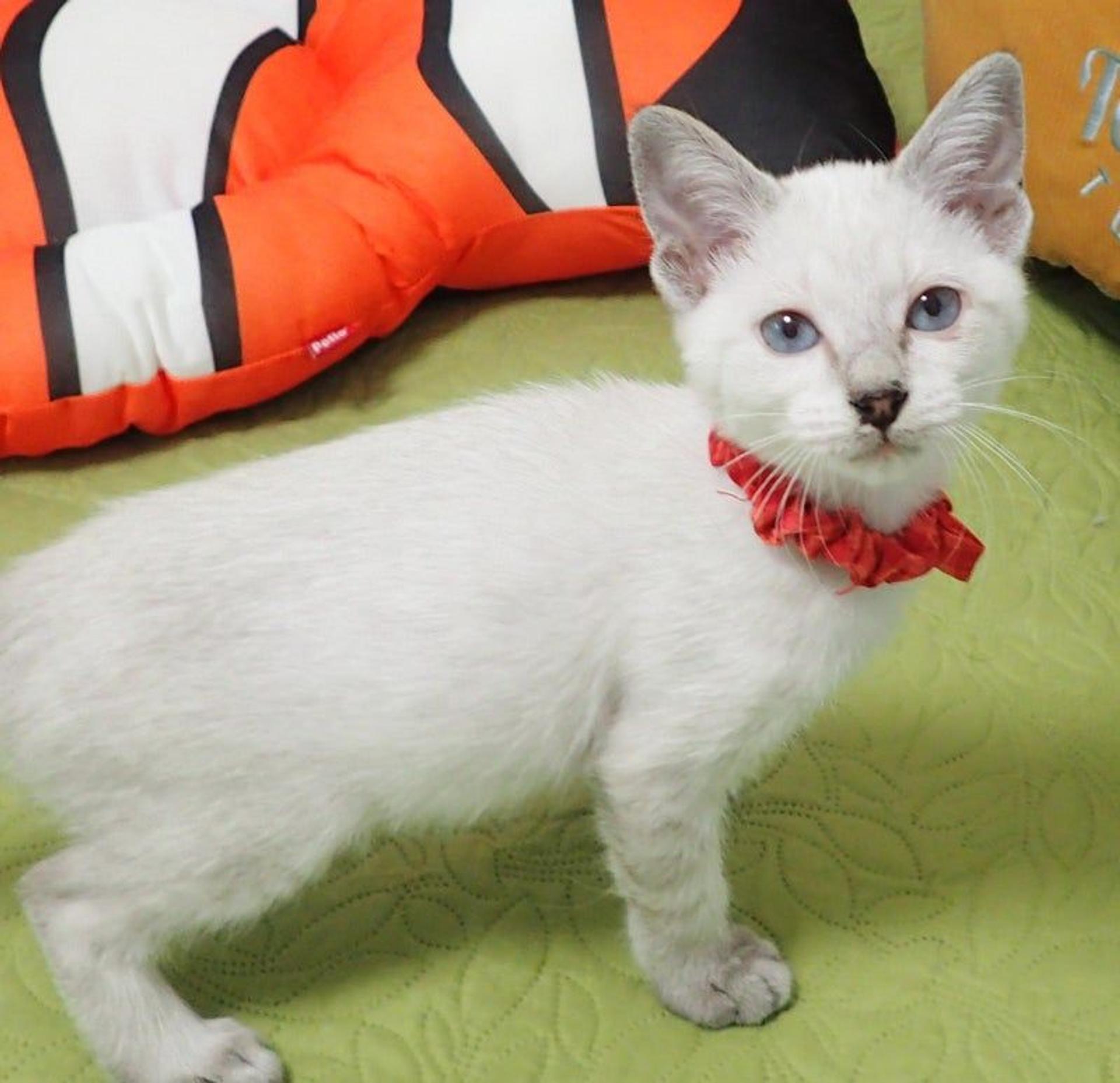 pet-image-3